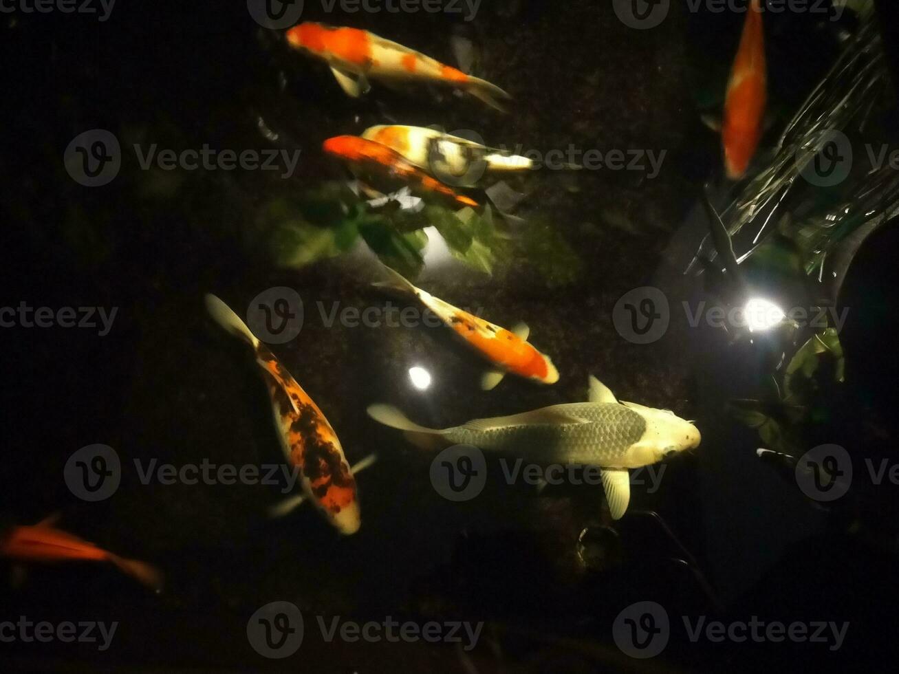 koi vis een beginners gids naar kiezen, voeren en onderhouden uw kleurrijk vijver huisdieren foto