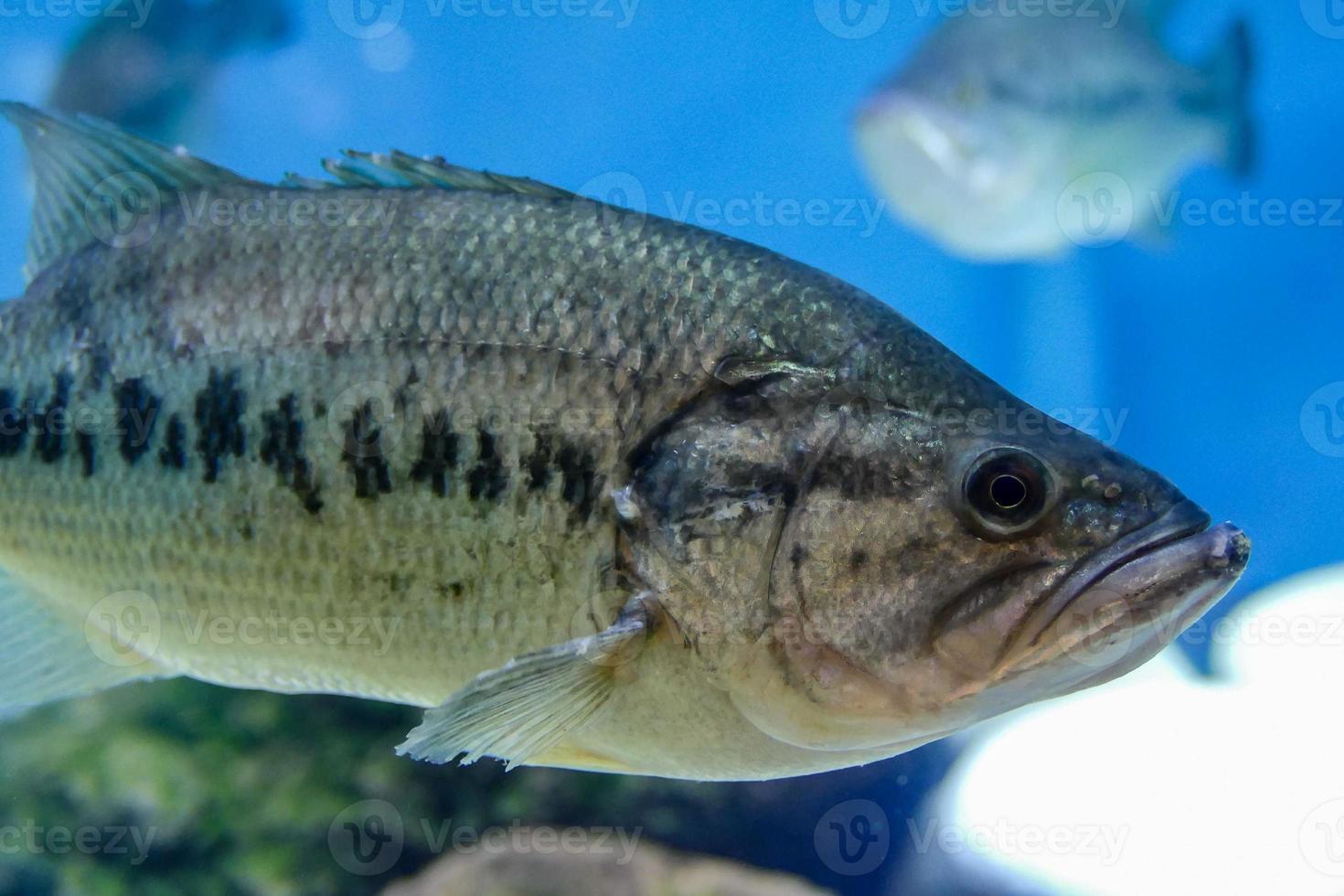 vissen in het aquarium foto