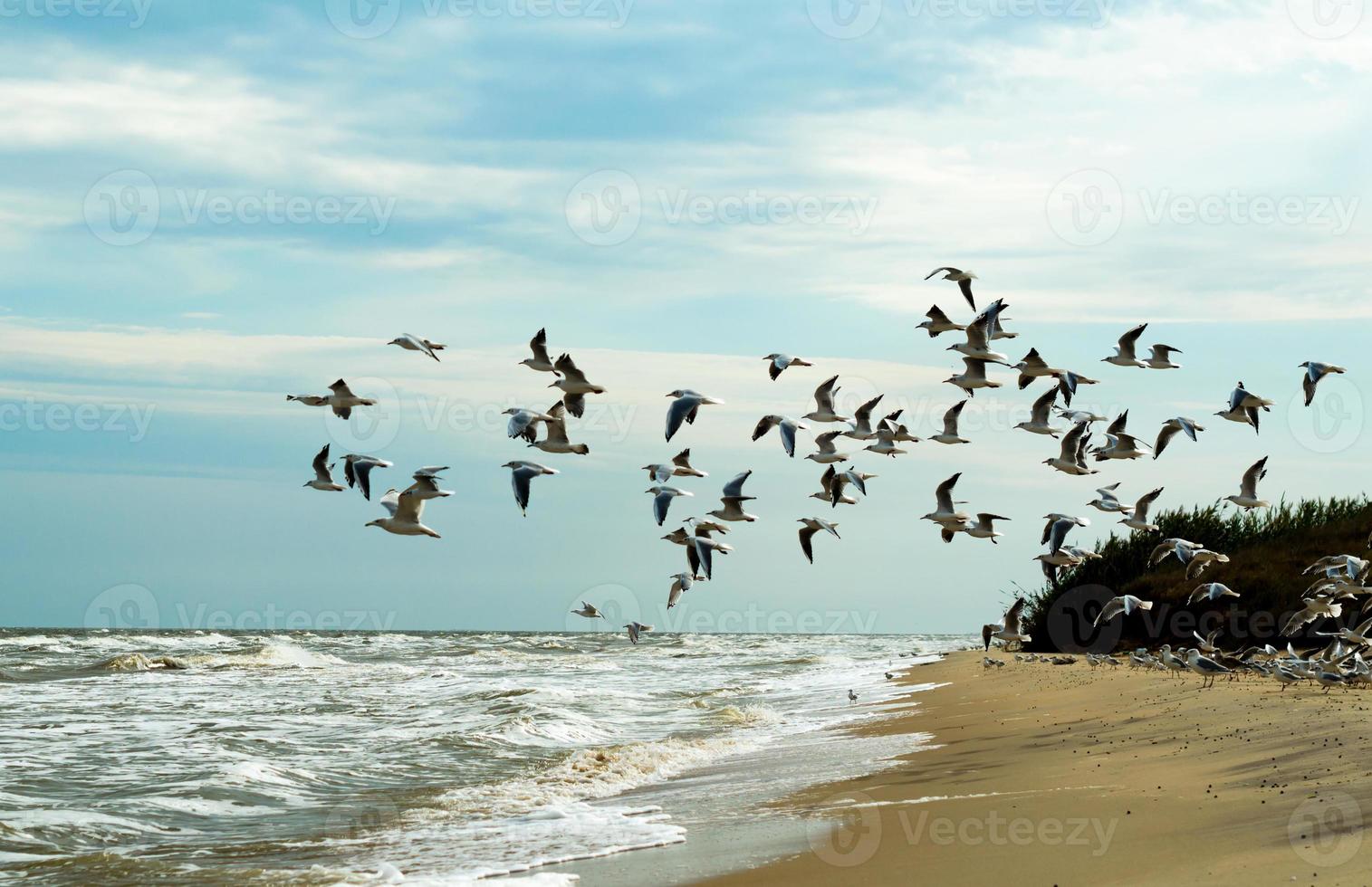 zwerm meeuwen die over de zee vliegen foto