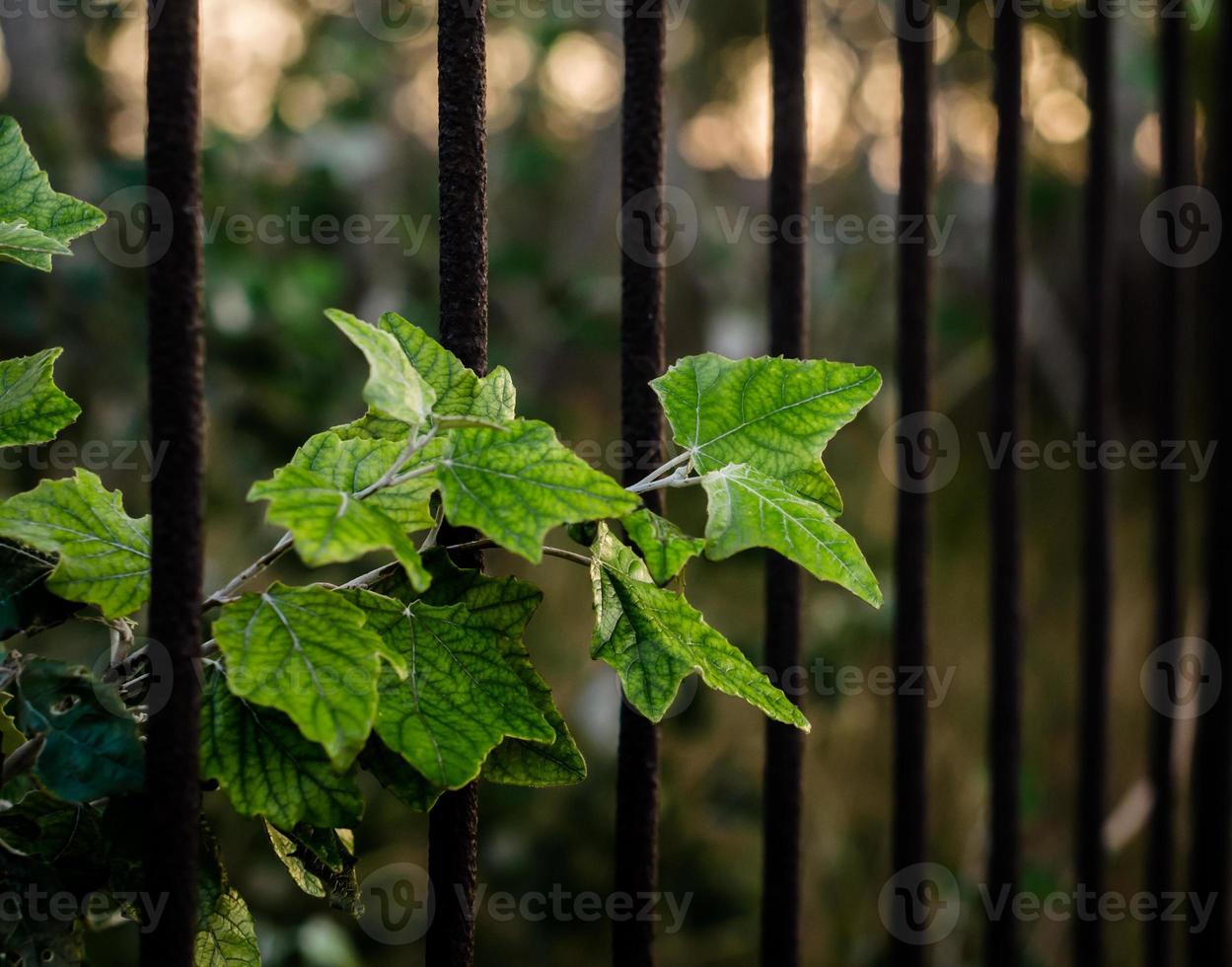groene bladeren tegen een roestig ijzeren hek foto