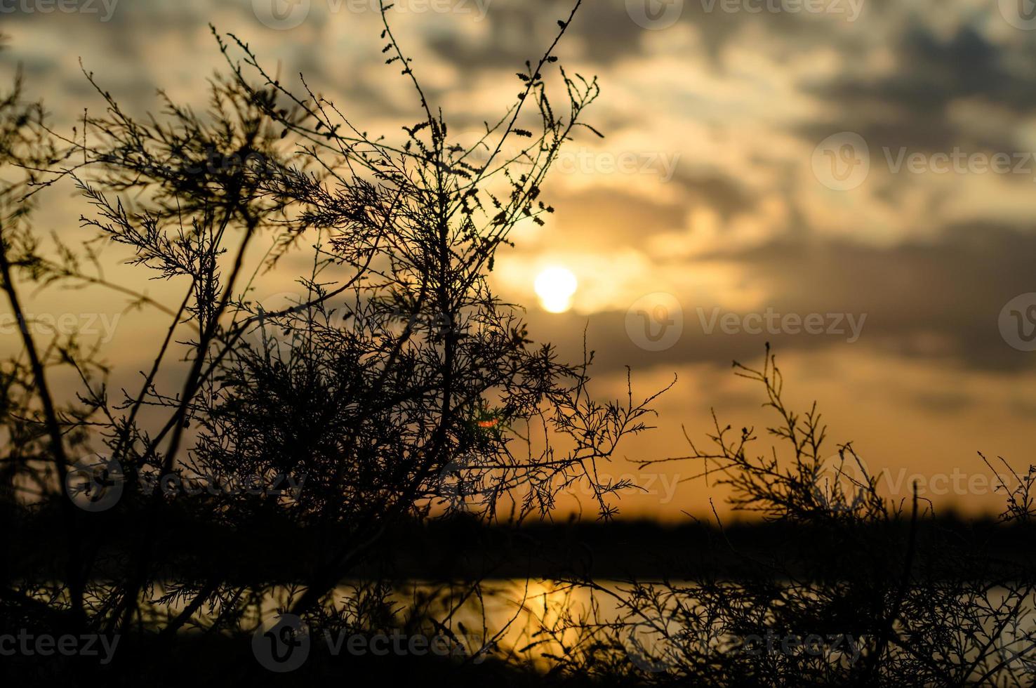 takken en bladeren van planten tegen de ondergaande zon foto