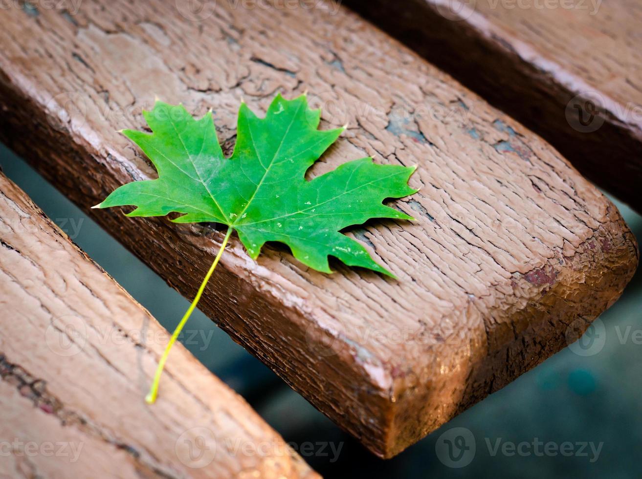 groen esdoornblad op een oude bank in een park close-up foto