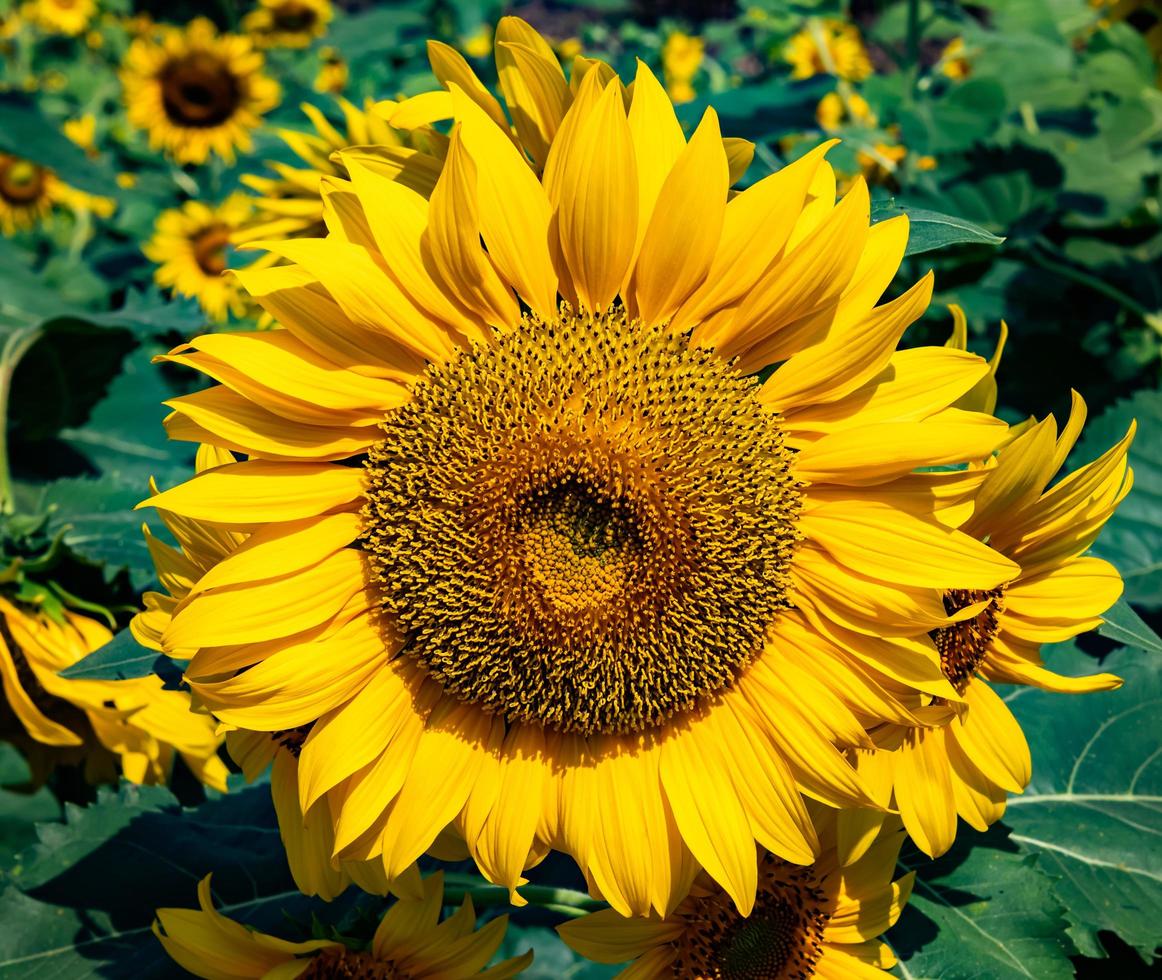 mooi zonnebloem bloeiend in veld- foto