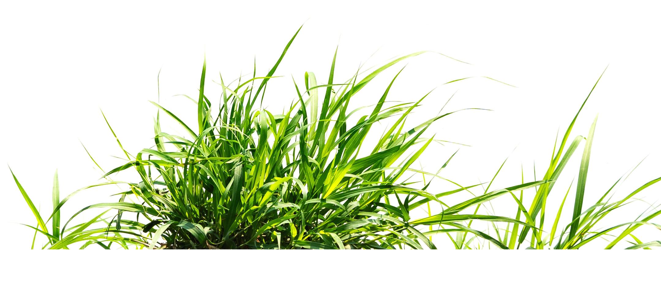 groen gras isoleren op witte achtergrond foto