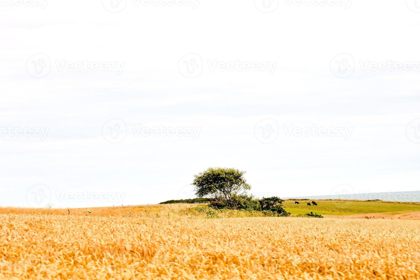 toneel- landelijk landschap foto