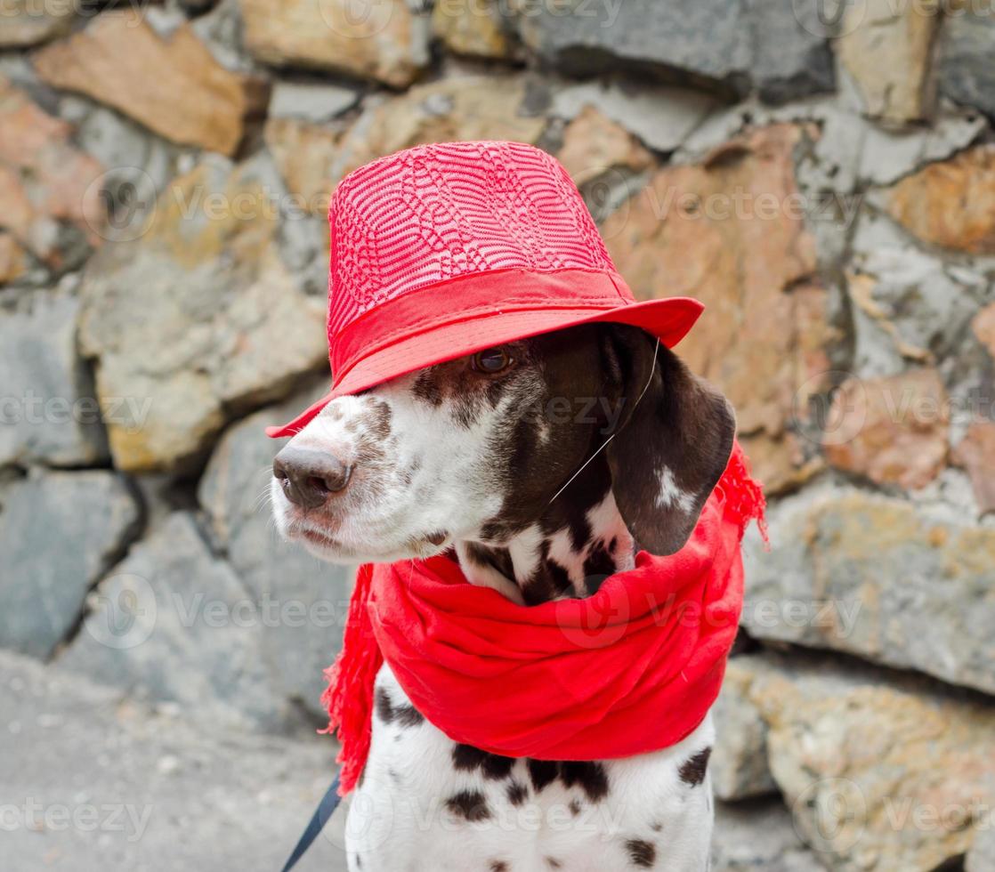 Dalmatiër in een rode hoed en sjaal foto