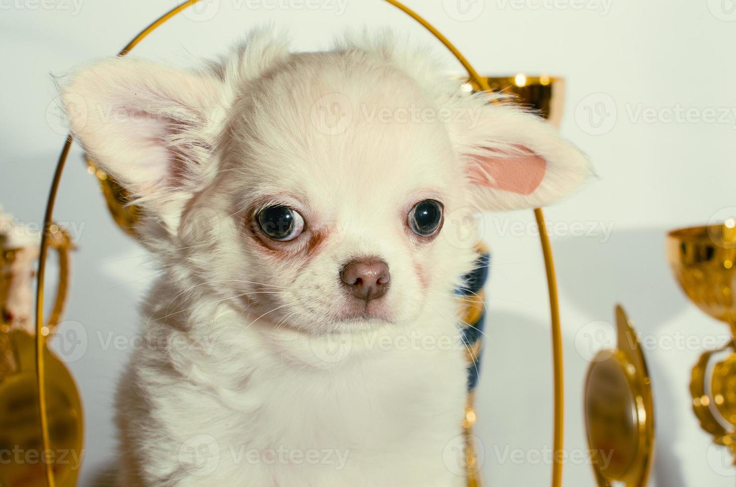 chihuahua puppy met gouden versieringen foto