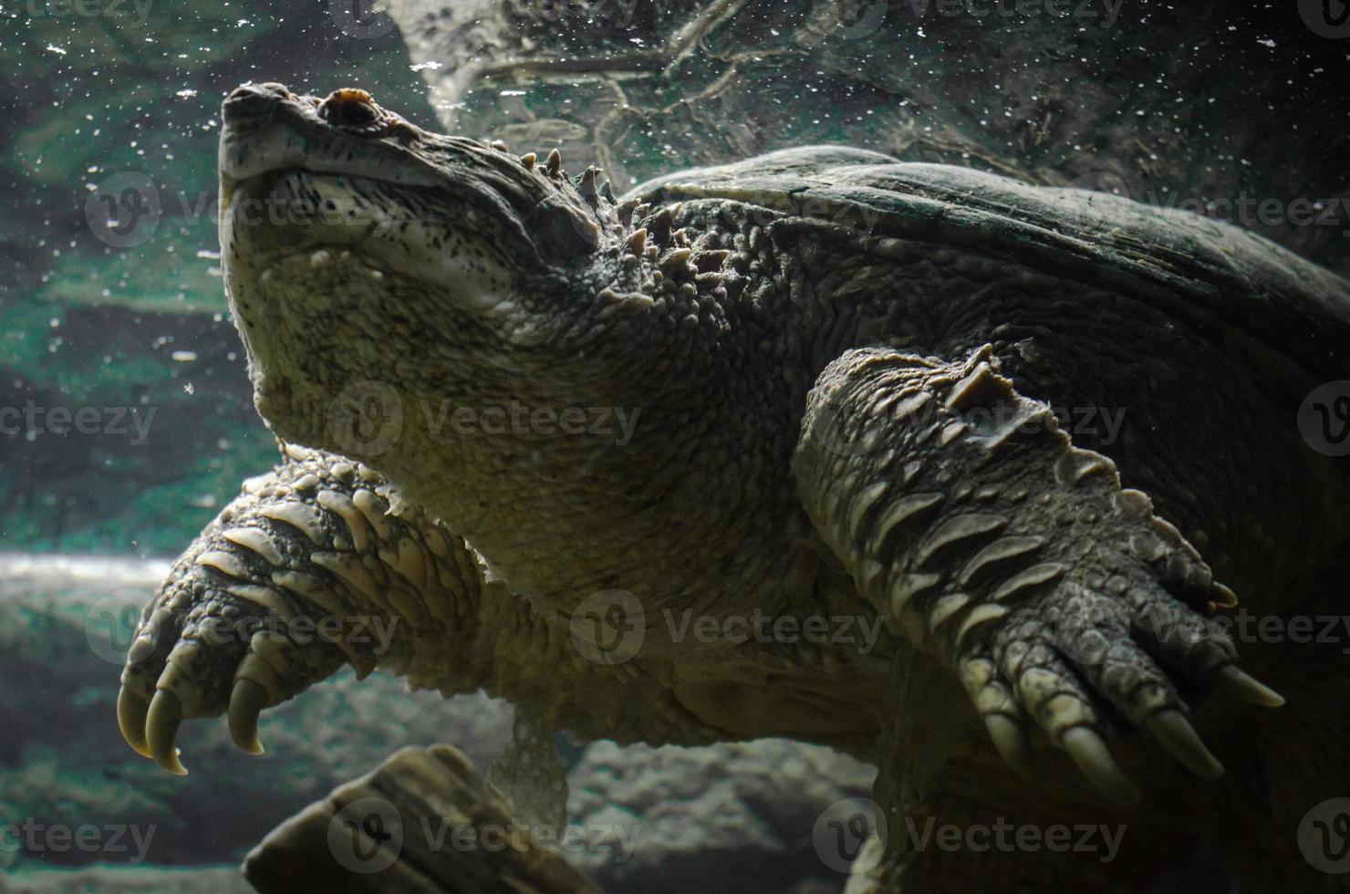 grote kaaiman-schildpad die onder water zwemt foto