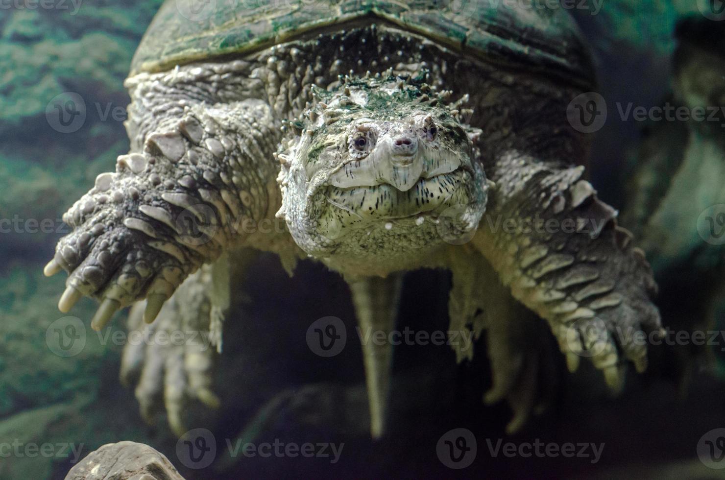 grote kaaiman-schildpad onder water foto