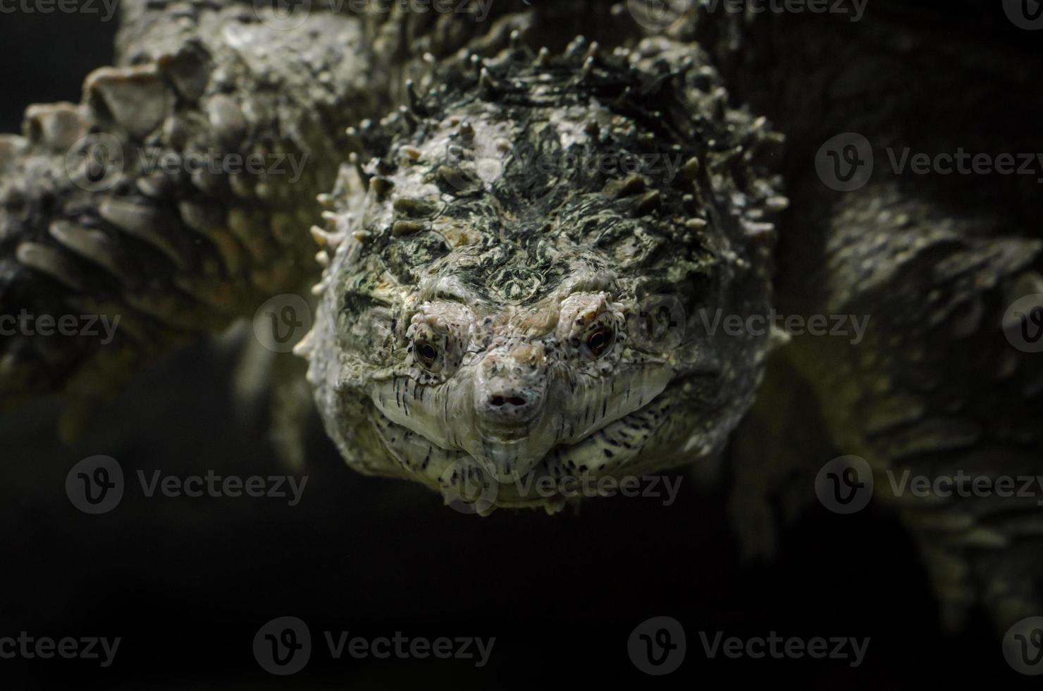 close-up van het hoofd van een schildpad foto