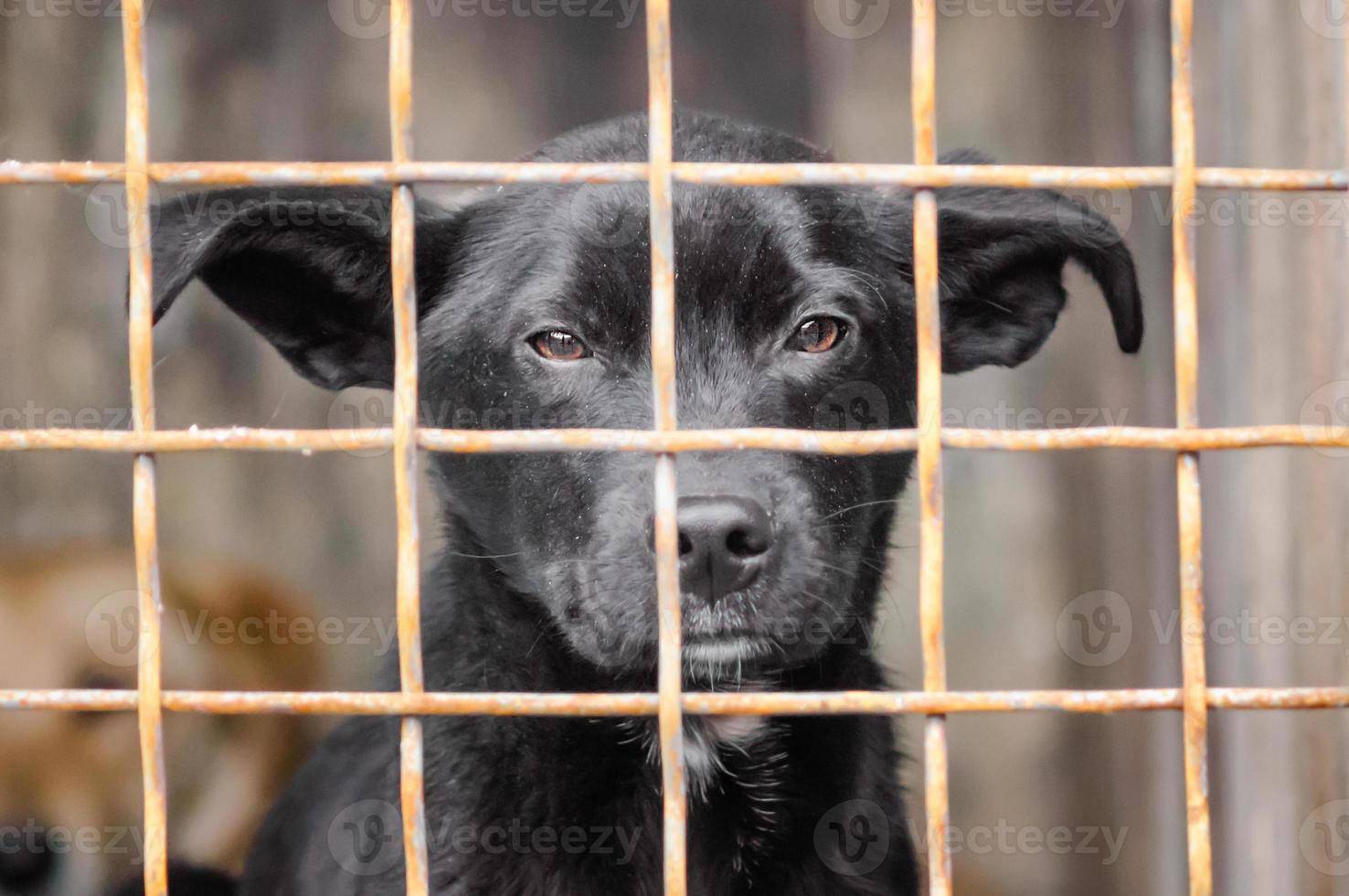 zwarte hond in een kooi foto