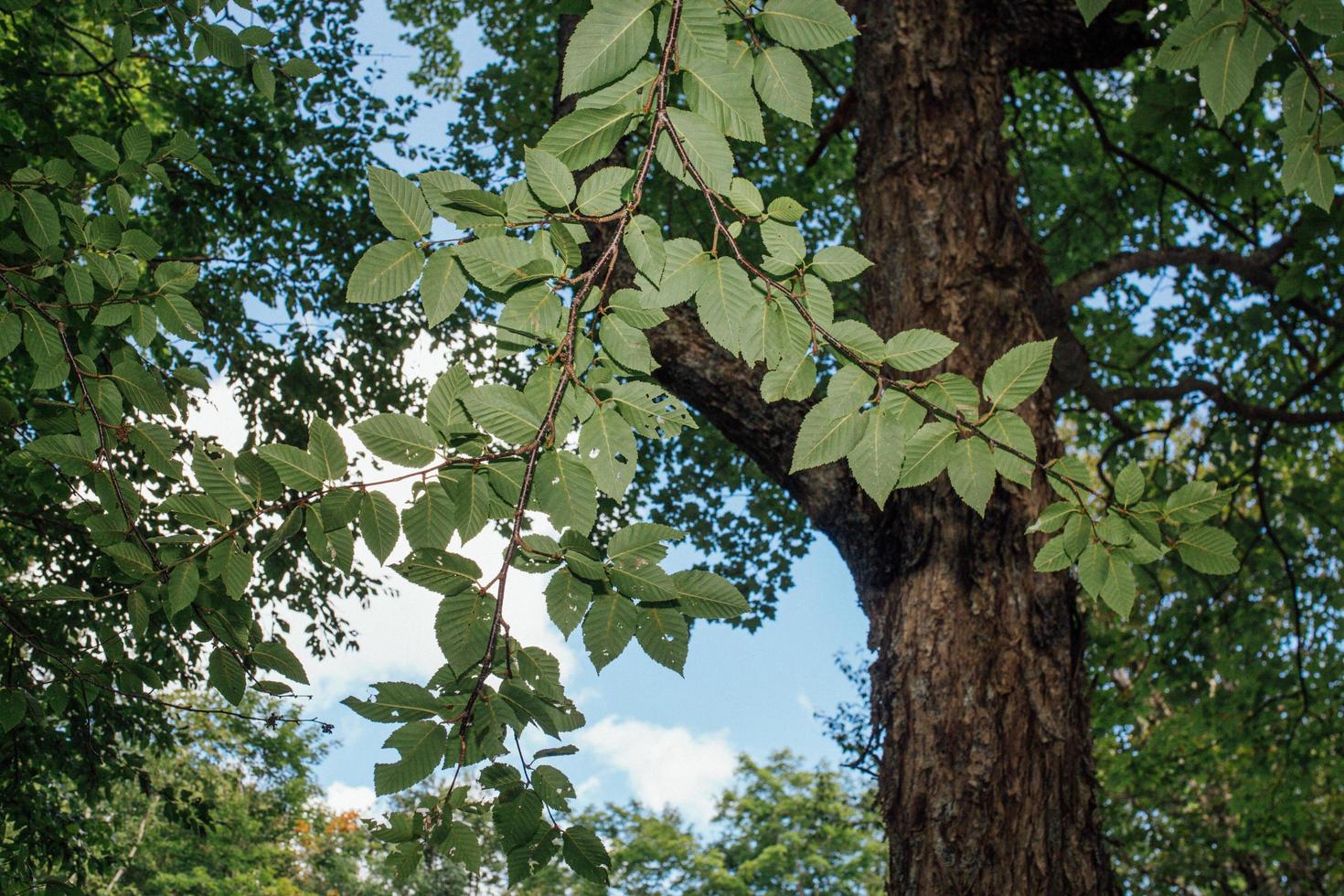 groene bladeren in de zomer foto