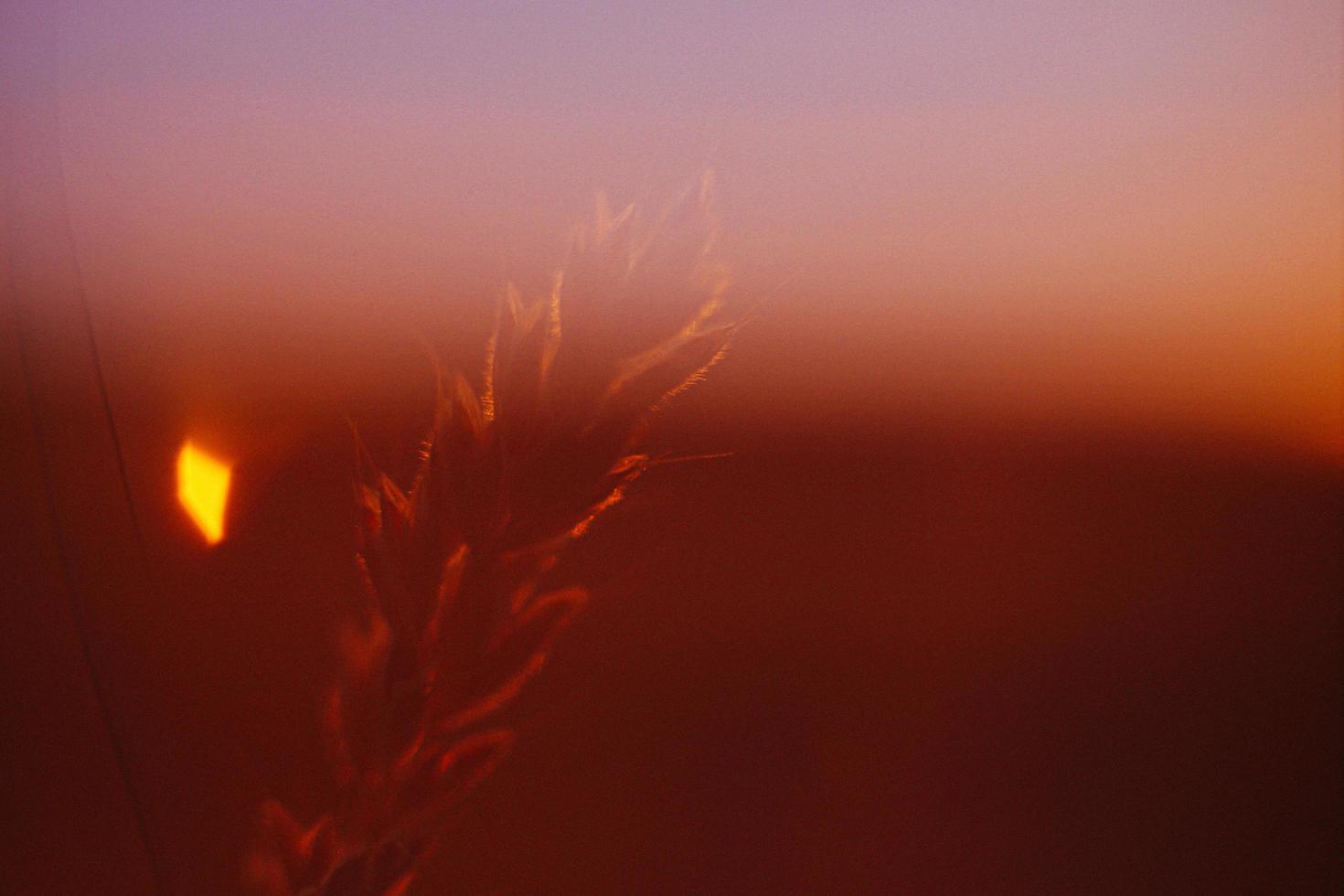 omtrek van een droog gras in roze foto