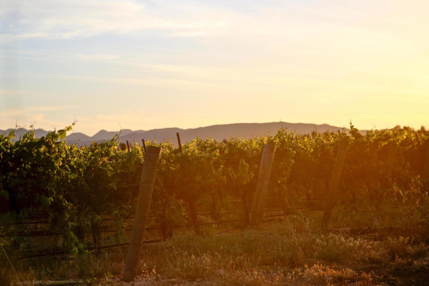 zonsondergang in een wijngaard in Californië foto