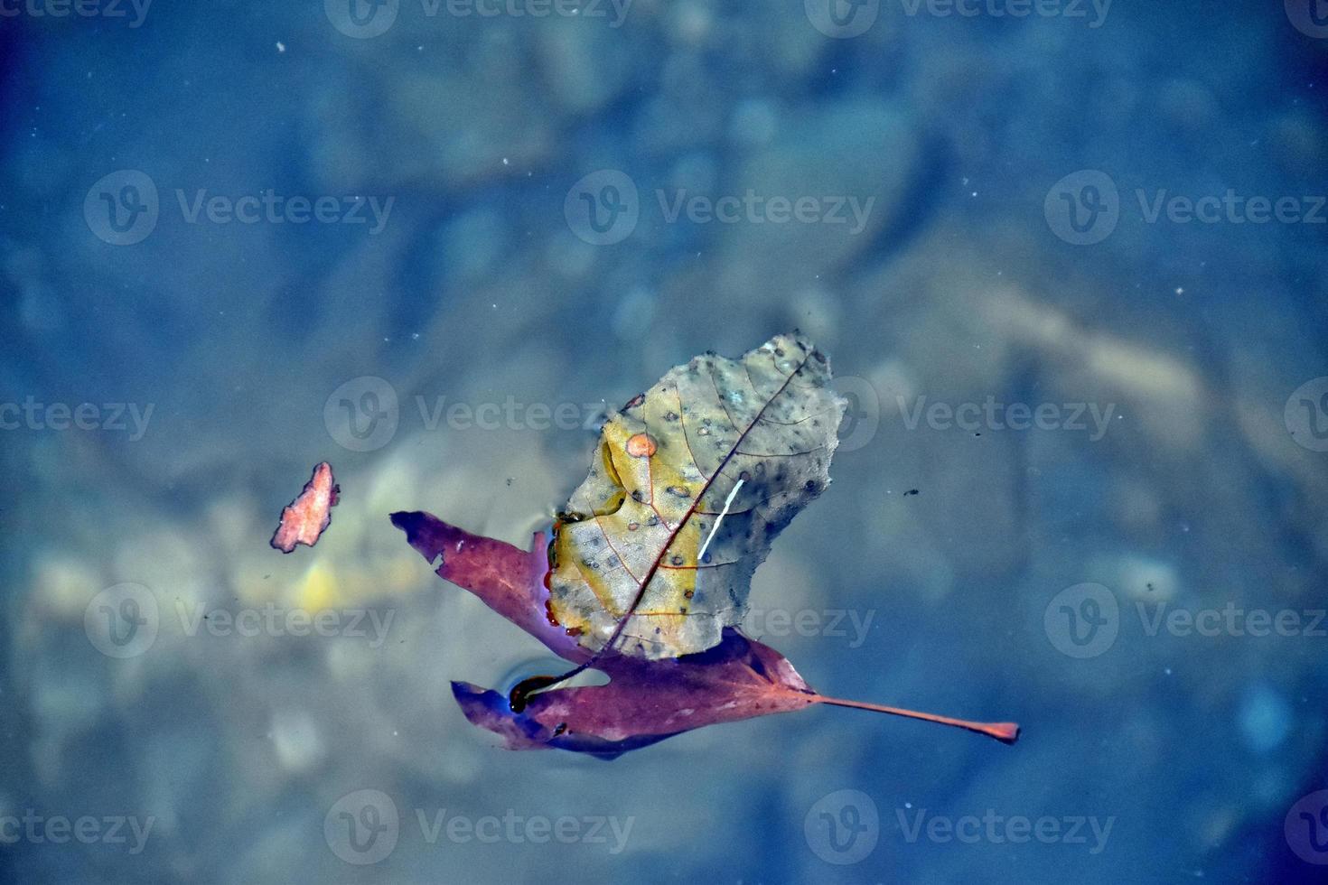 herfst gekleurde blad aan het liegen Aan schoon verkoudheid water foto