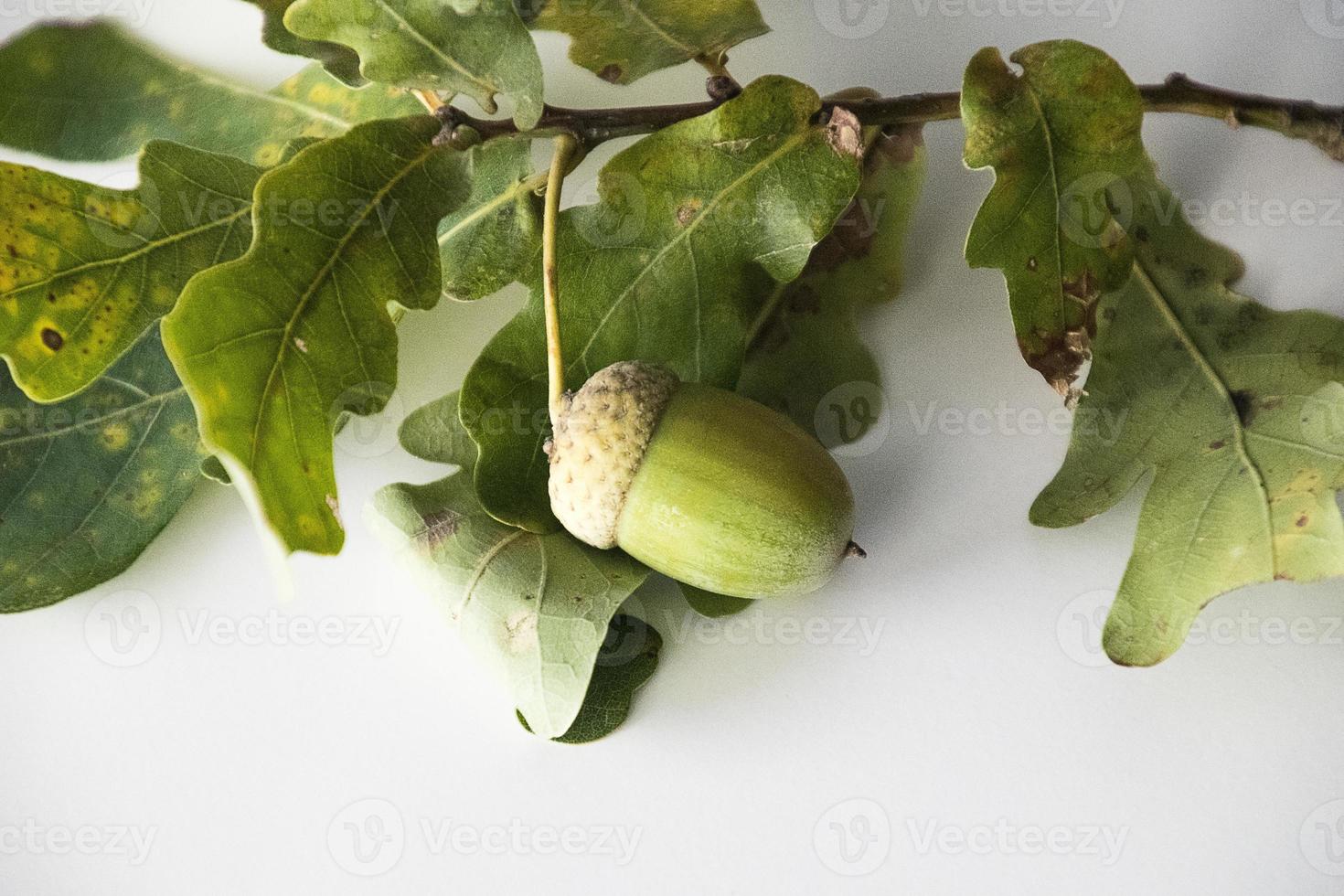 herfst eik takje met groen bladeren en eikels foto