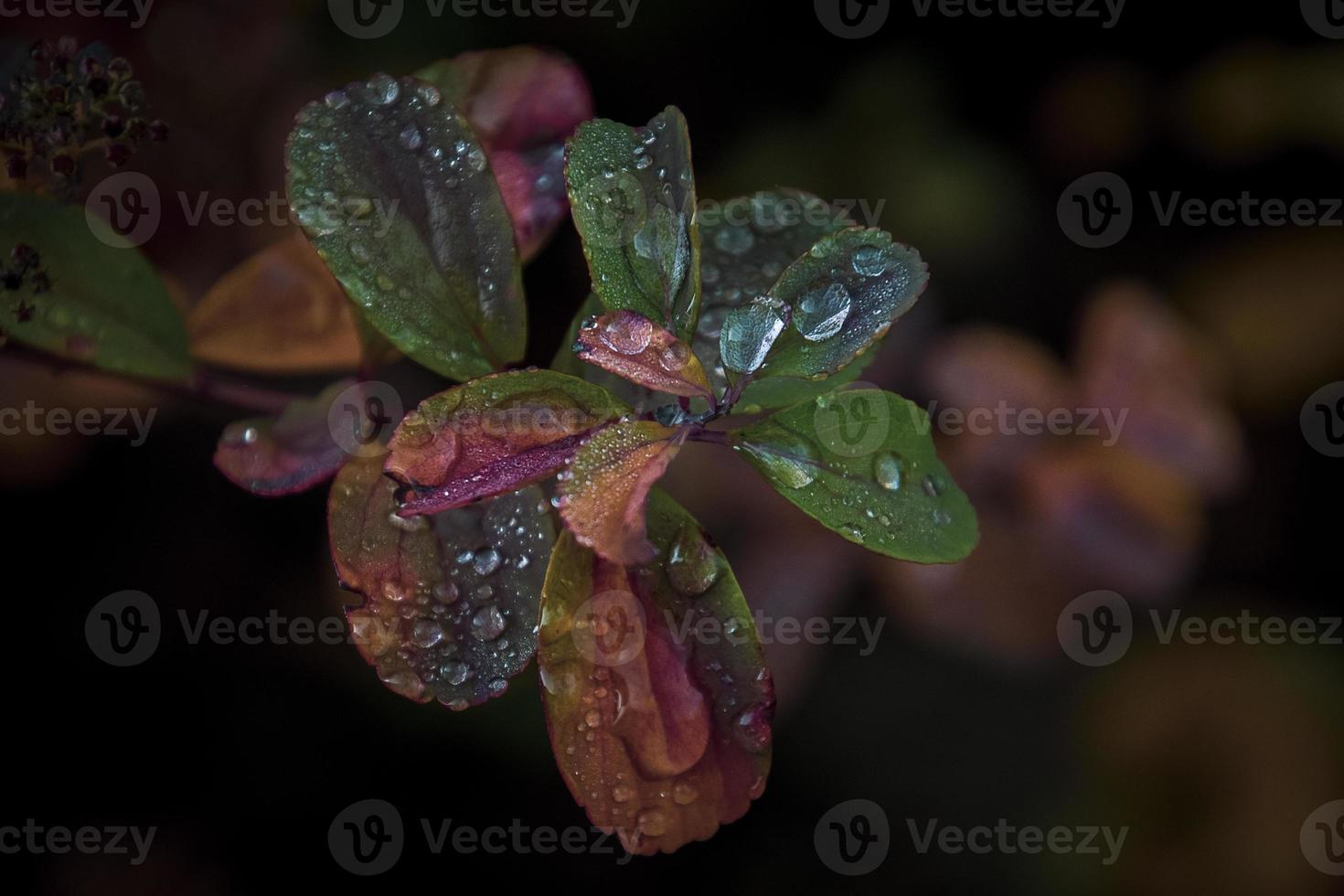 rood bladeren van een struik in de warm herfst zon na een verkoudheid regen foto