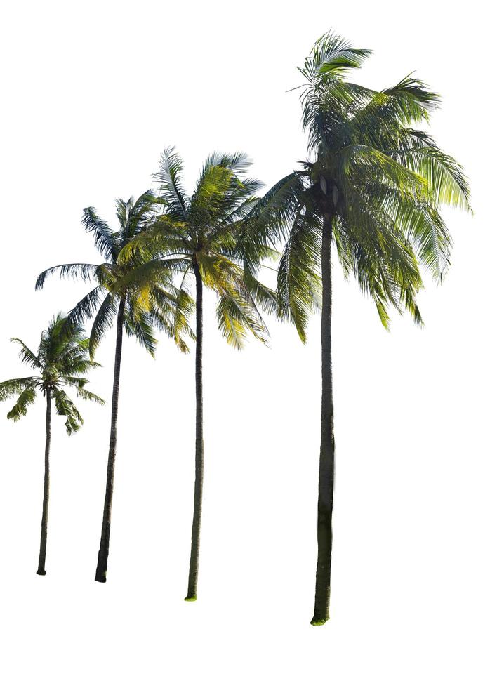 kokosnoot boom geïsoleerd op een witte achtergrond foto