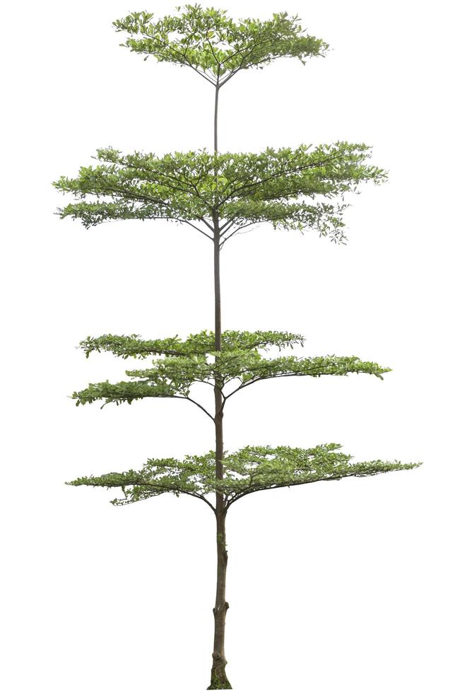 terminalia ivorensis boom geïsoleerd op een witte achtergrond foto