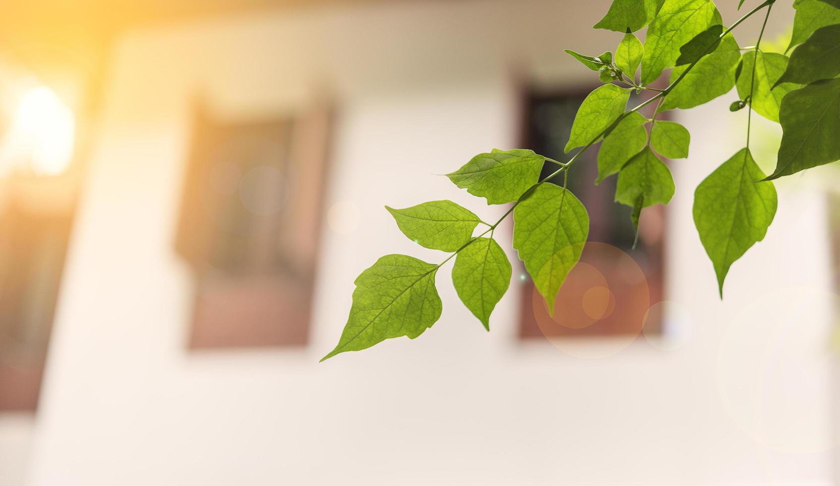 zonnestralen in de ochtend met kleine groene blaadjes bij een huis foto