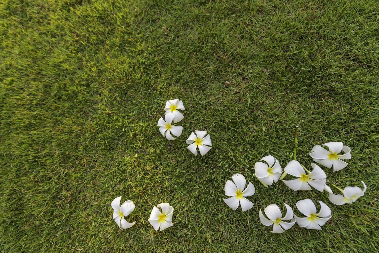 plumeria tropische spa bloem in een tuindorp foto