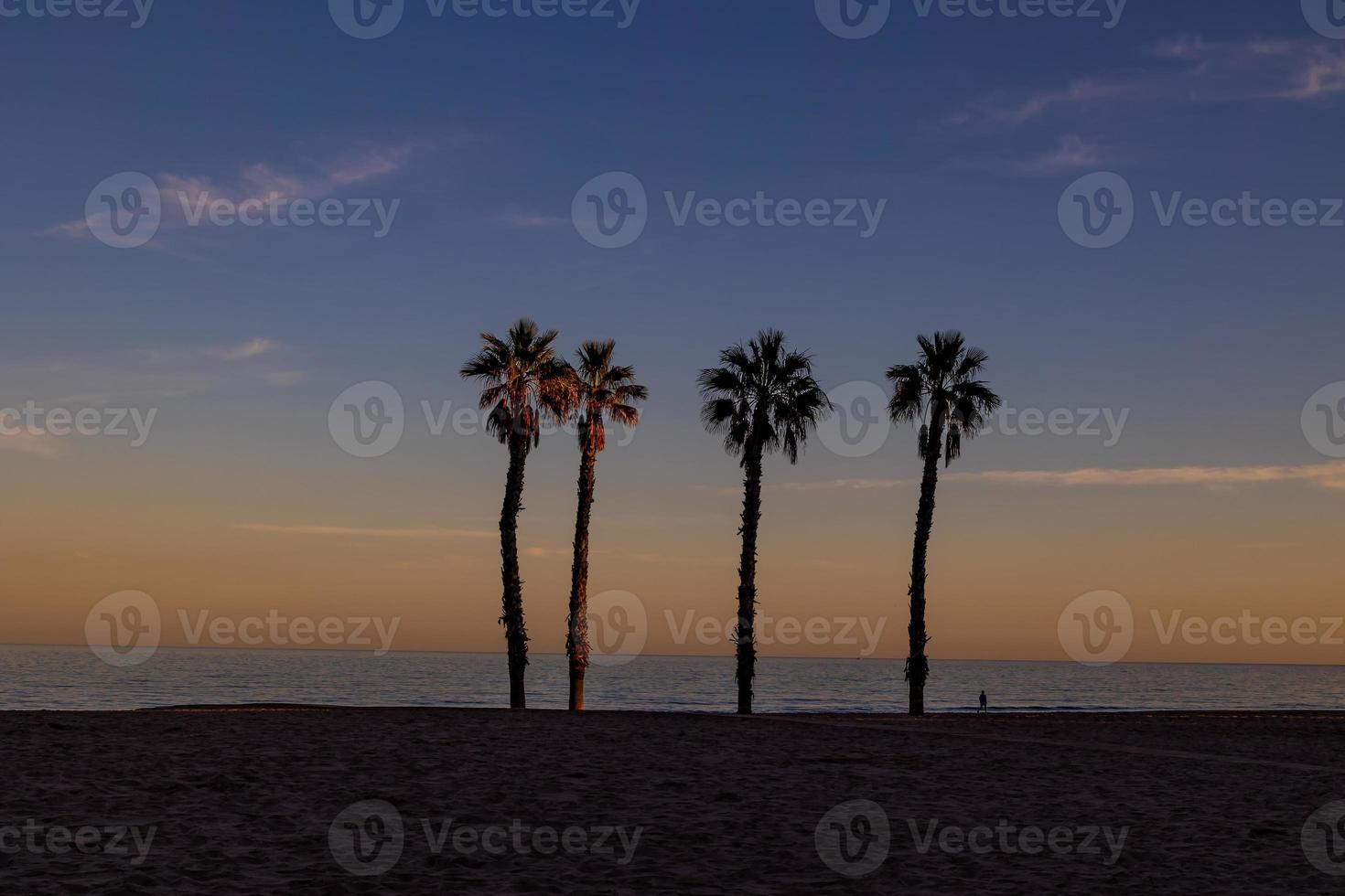 kust landschap vrede en stil zonsondergang en vier palm bomen Aan de strand foto