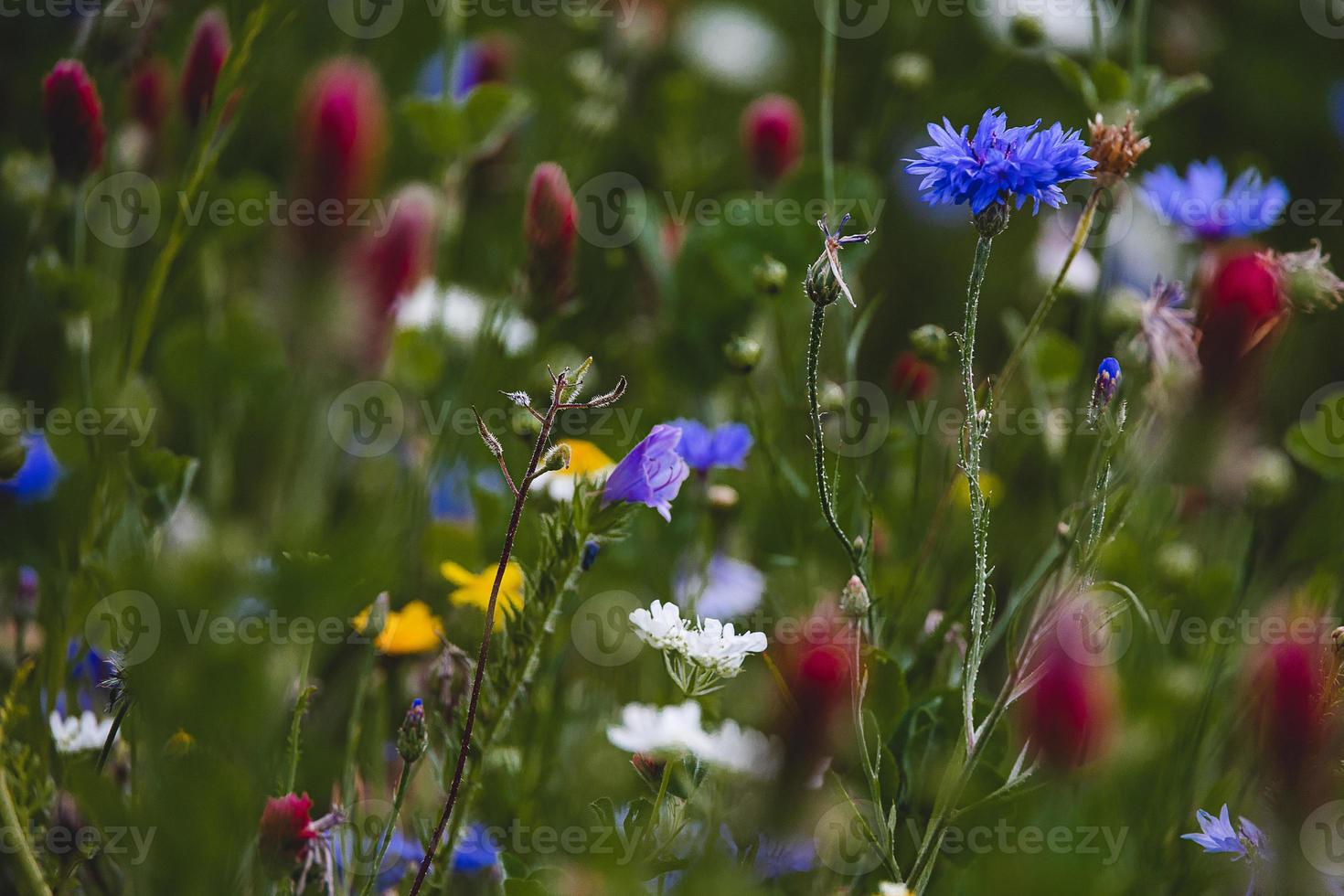 wilde bloemen in een weide detailopname in Europa Aan een warm zomer dag foto