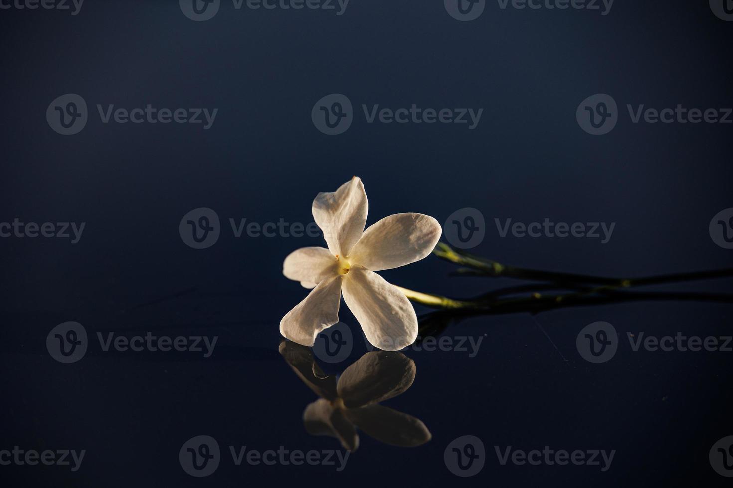 detailopname mooi klein delicaat single jasmijn bloem voor achtergrond foto