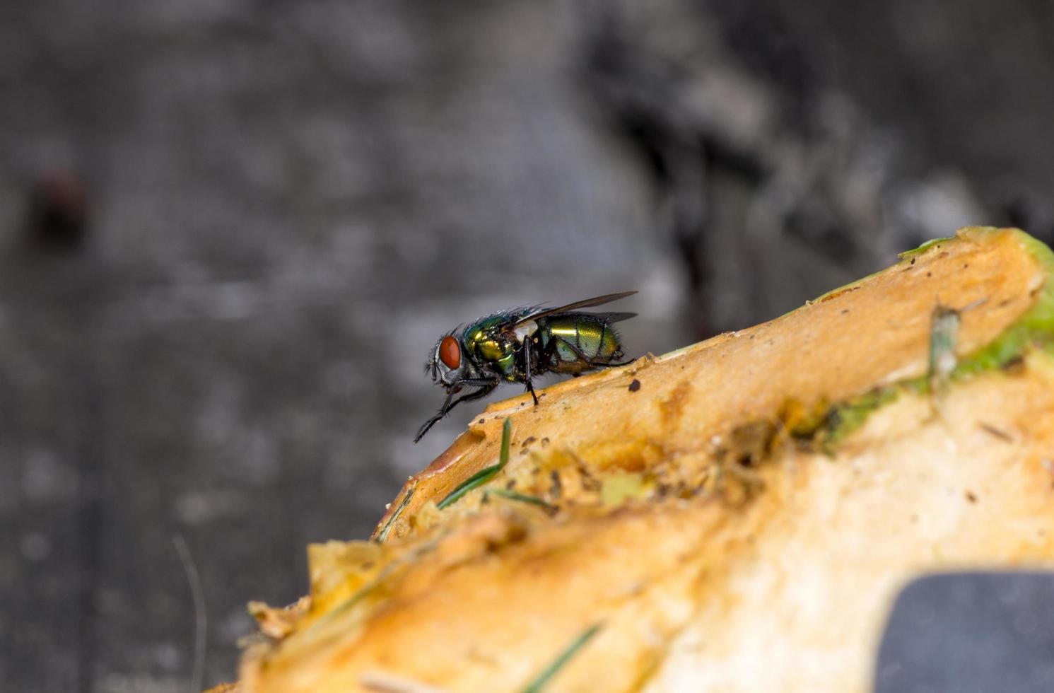 macro close-up van een huisvlieg cyclorrhapha, een veel voorkomende vliegensoort die in huizen wordt aangetroffen foto