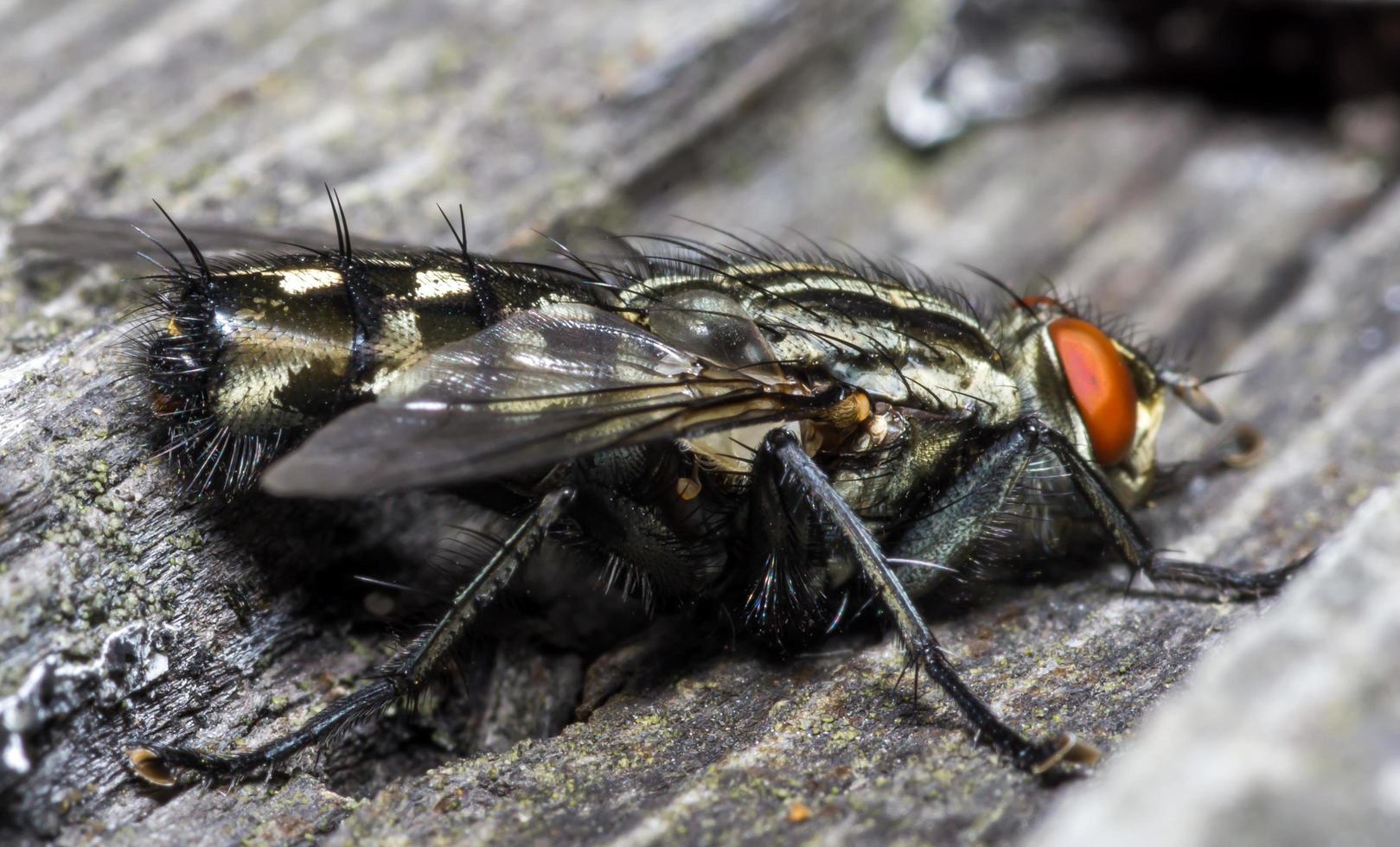 macro close-up van een huisvlieg cyclorrhapha, een veel voorkomende vliegensoort die in huizen wordt aangetroffen foto