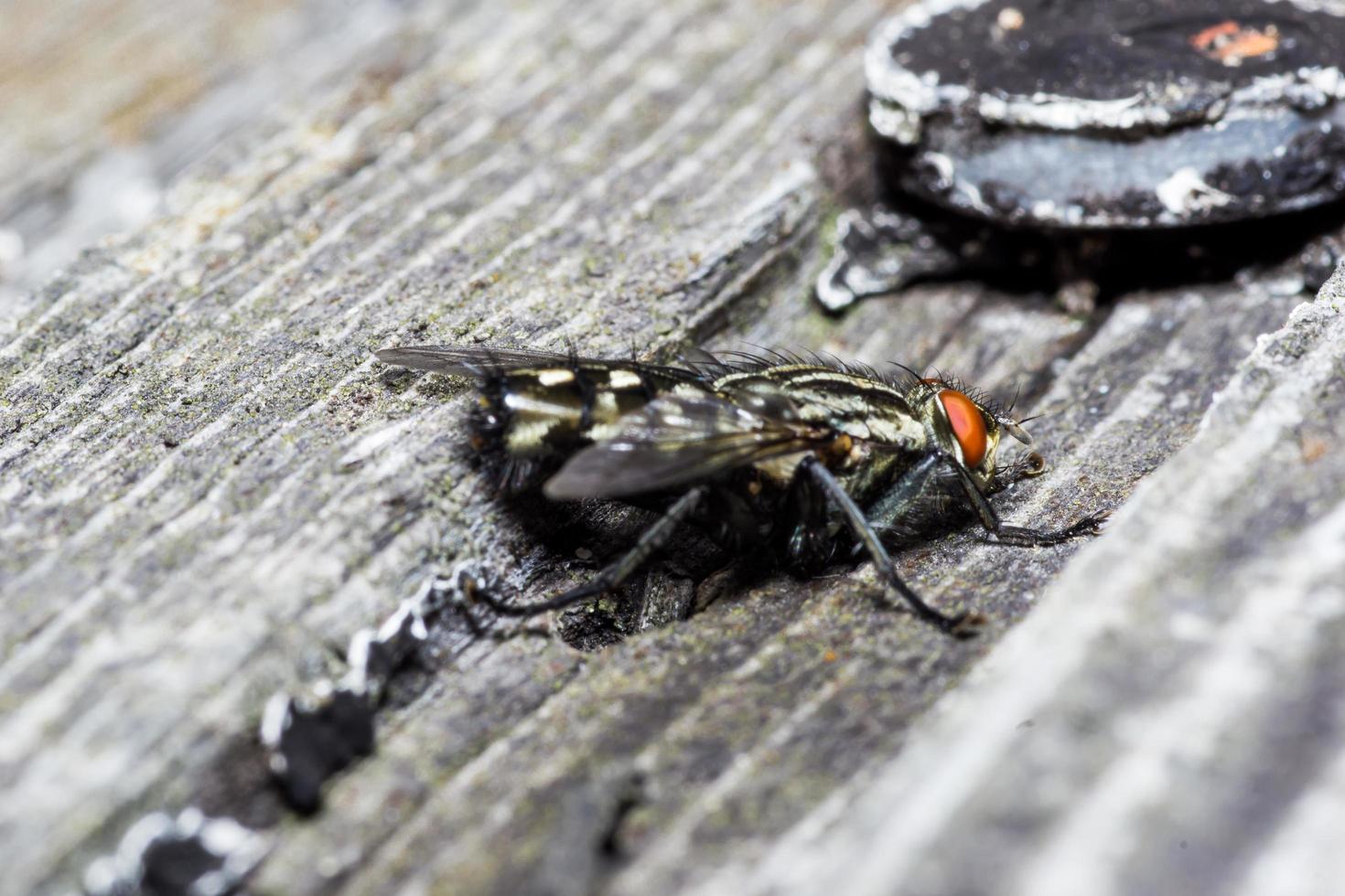 macro close-up van een huisvlieg cyclorrhapha, een veel voorkomende vliegensoort die in huizen wordt aangetroffen foto