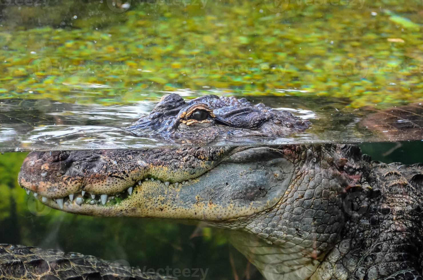 krokodil in het water foto