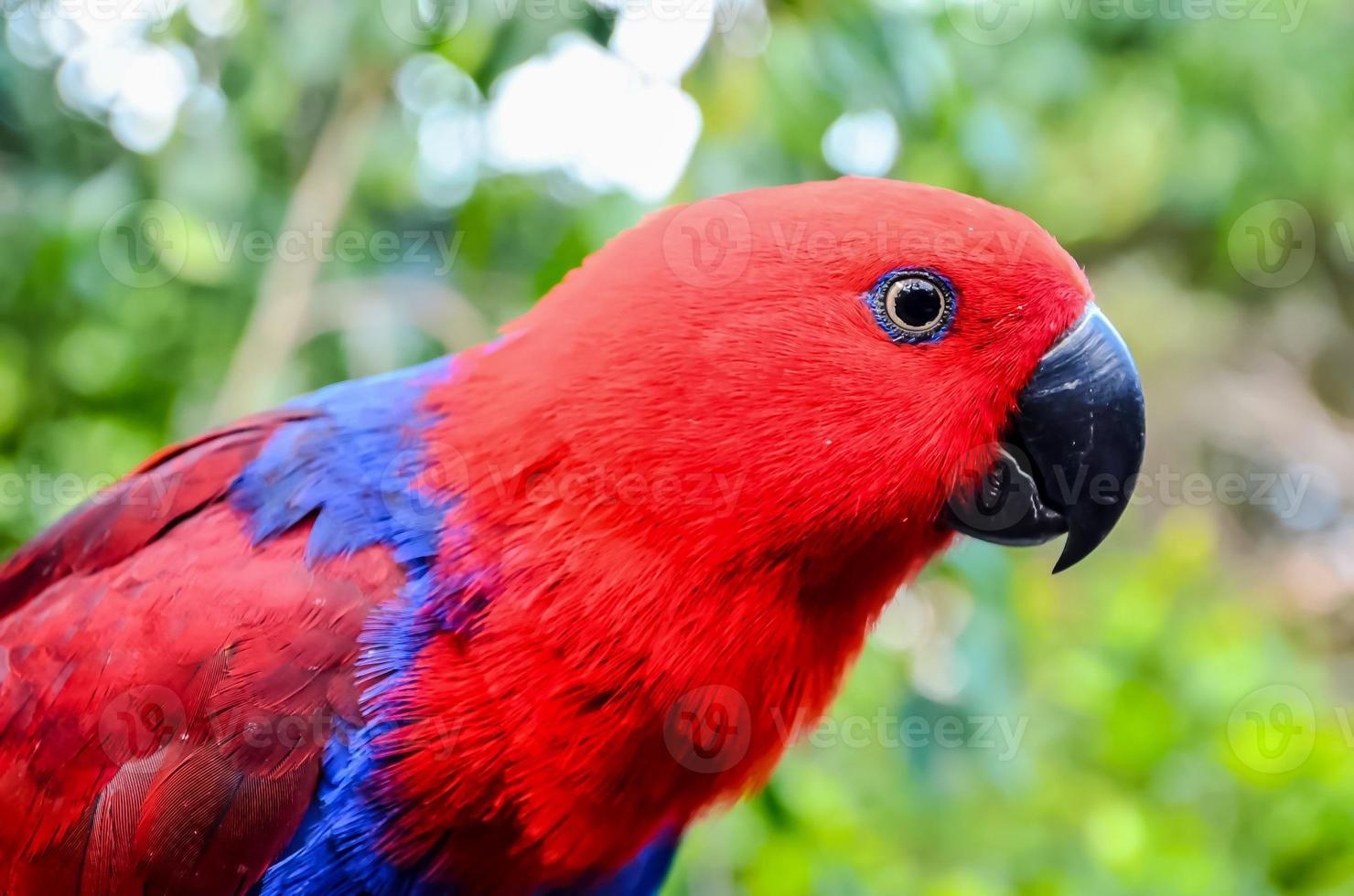 kleurrijk klein vogel portret foto