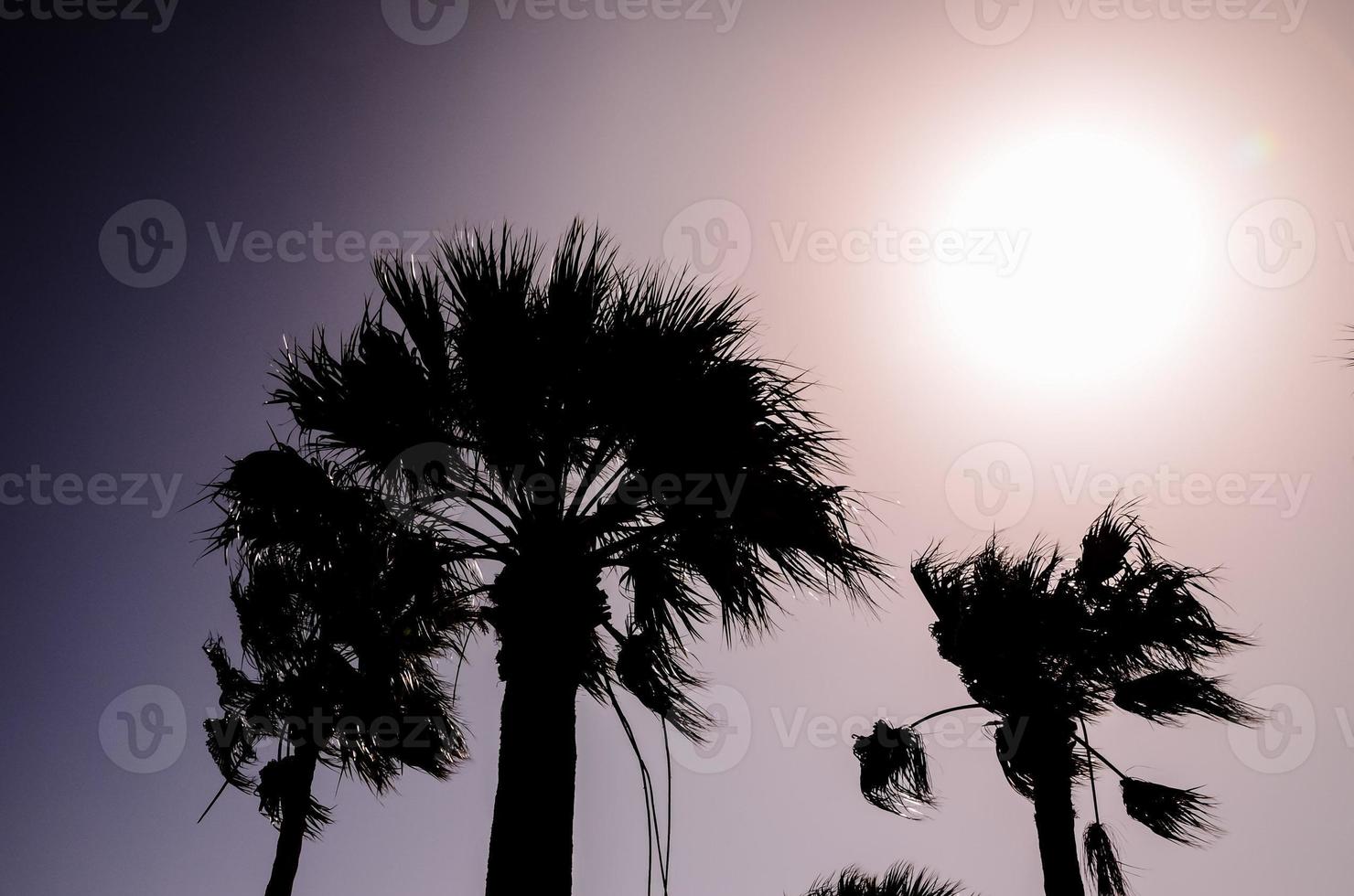 palmbomen bij zonsondergang foto