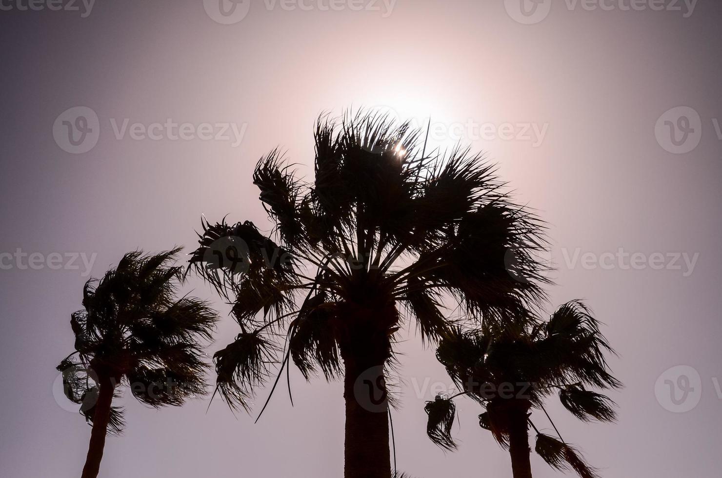 palmbomen bij zonsondergang foto