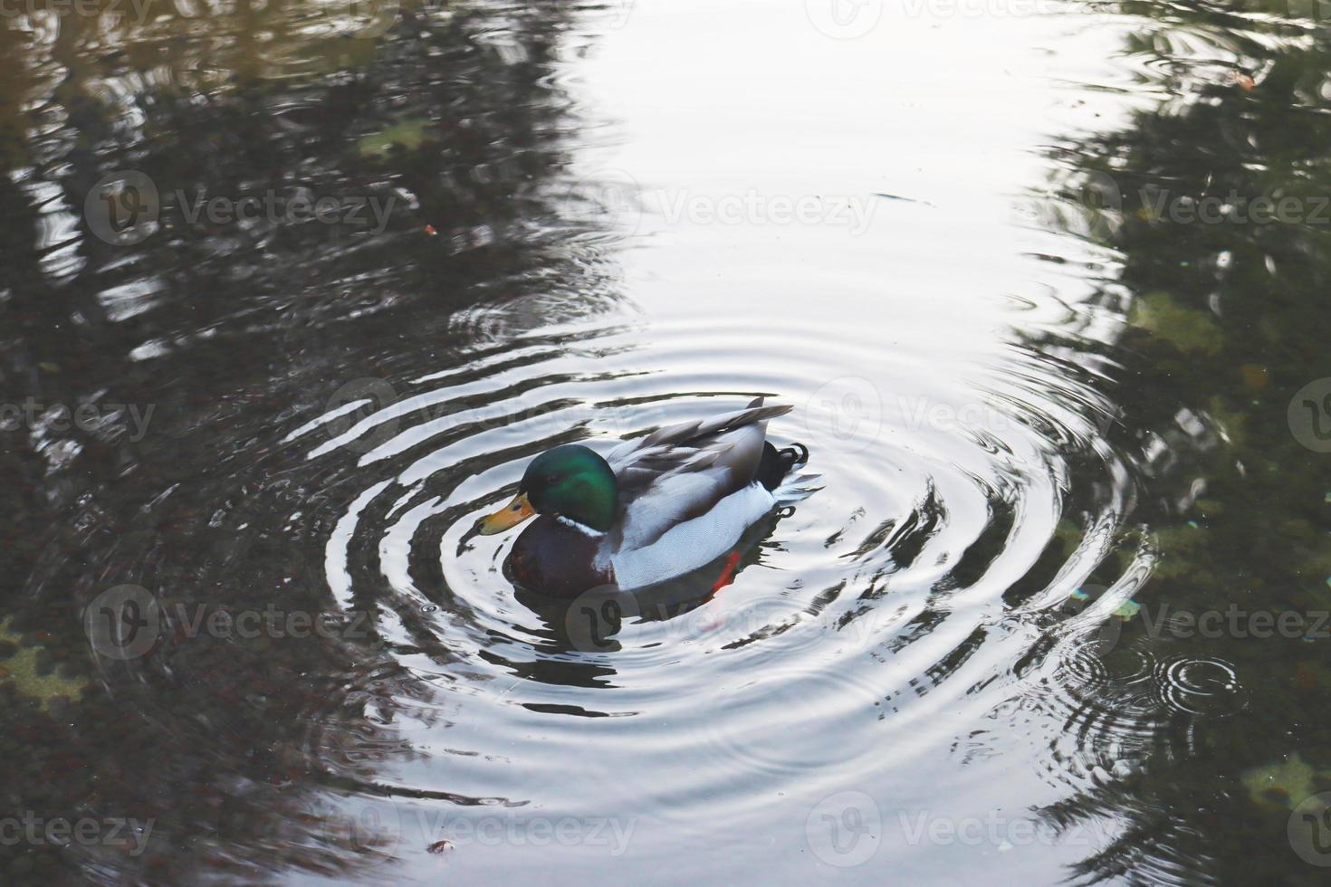 dichtbij omhoog eend zwemmen Aan een vijver concept foto. watervogels leefgebied. foto