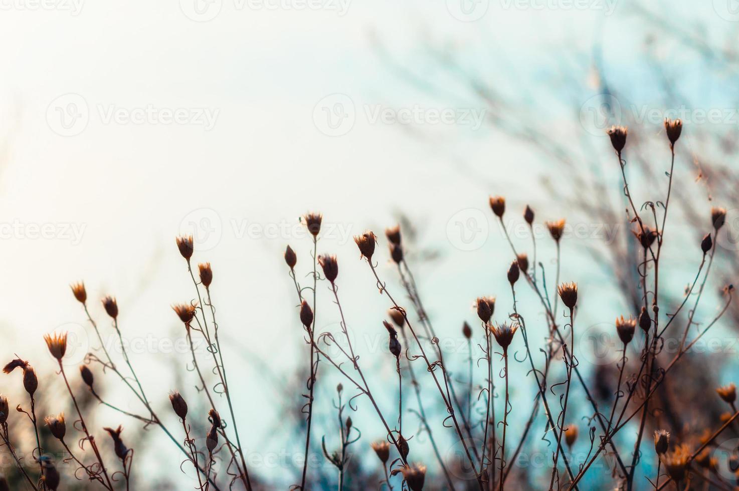 planten en lucht foto