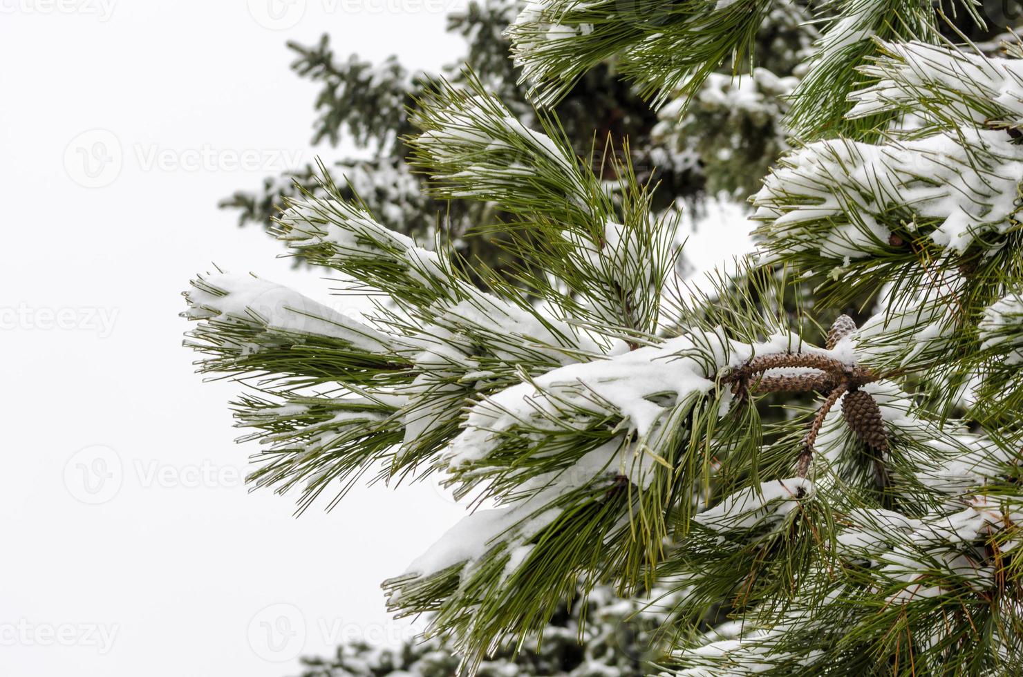 sneeuw op een pijnboom foto