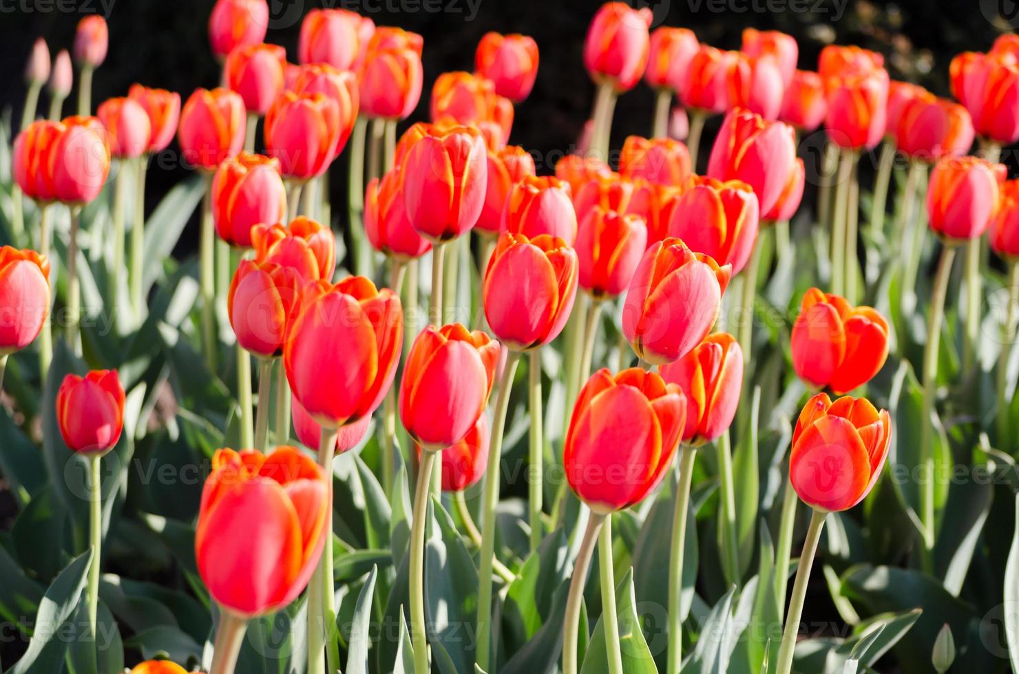 rood met gele contouren tulpen foto