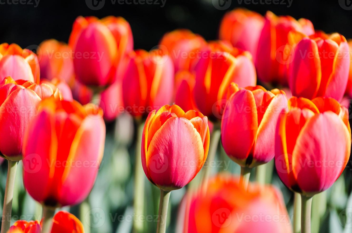 levendige gele en rode tulpen foto