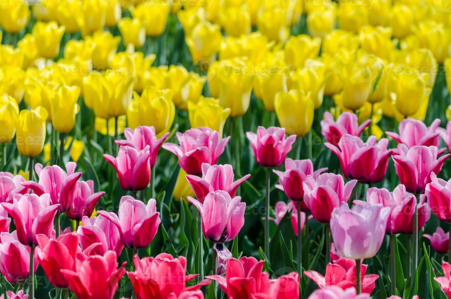 roze en gele tulpen foto