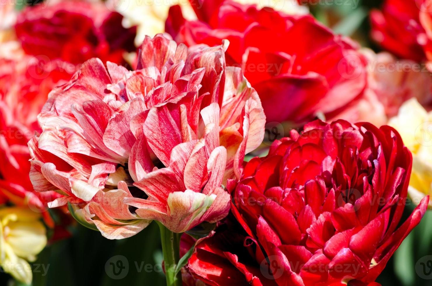 ruige hybride roze en tulpen foto