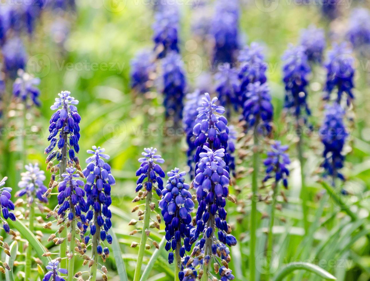 blauwe hyacint bloemen foto