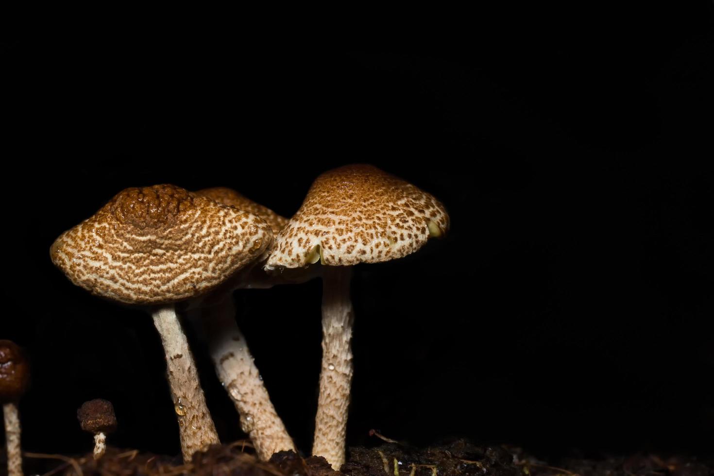 macro close-up van bruine paddestoelen in het wild foto