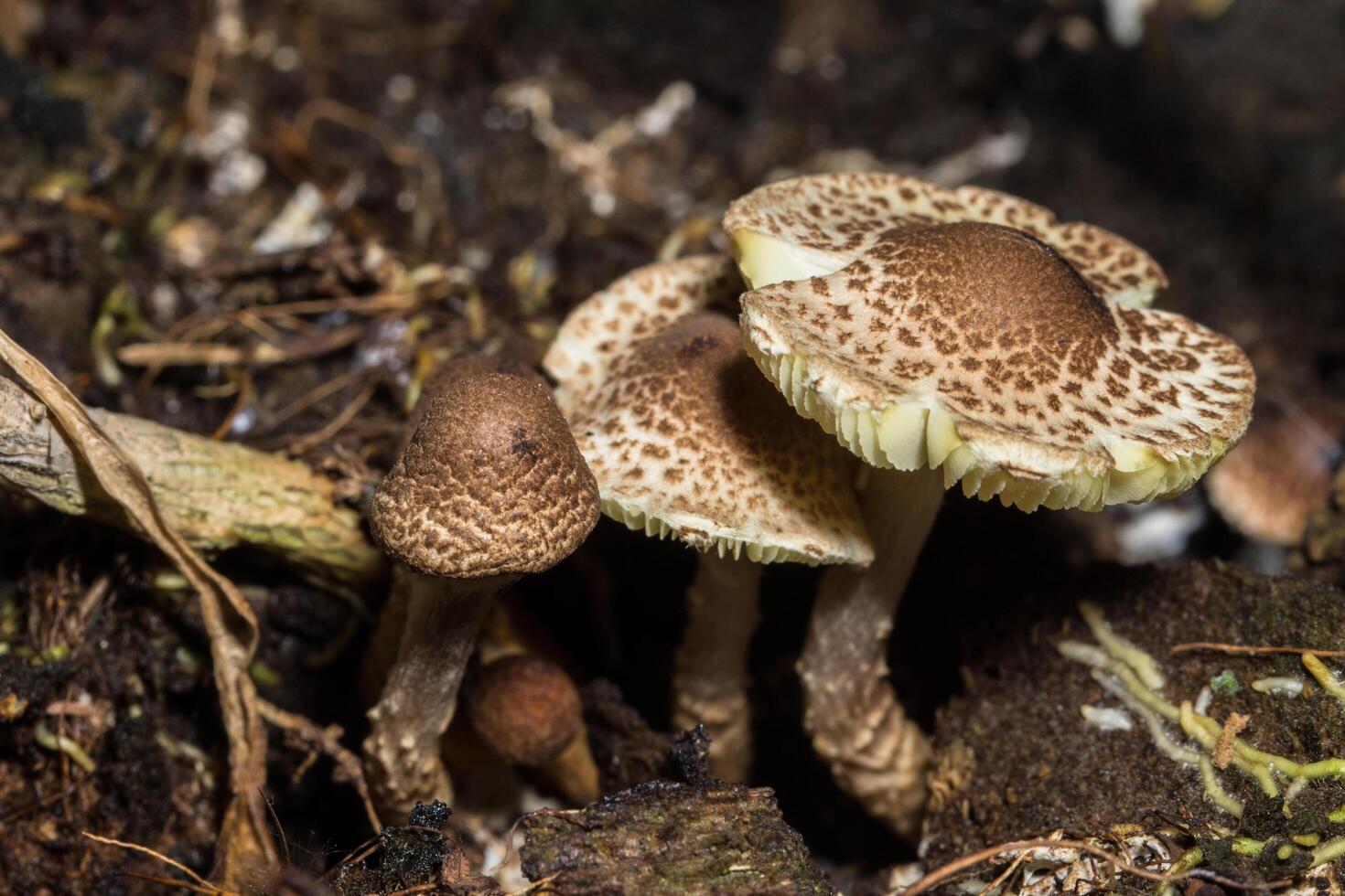 macro close-up van bruine paddestoelen in het wild foto