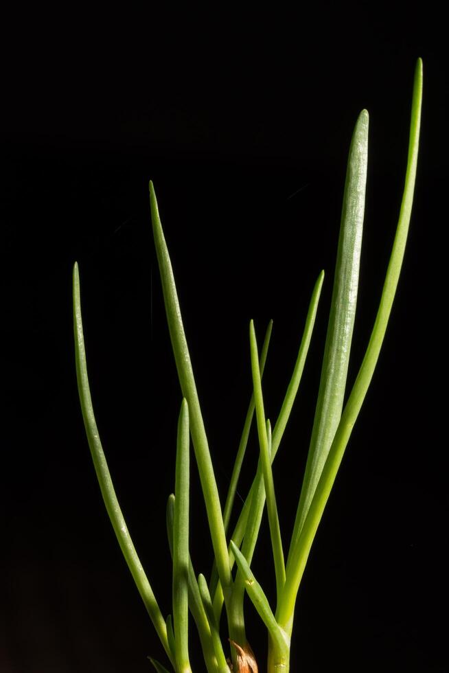 groene ui op een zwarte achtergrond foto