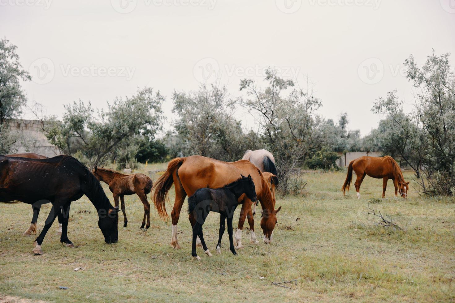 paarden grazen Aan de boerderij dieren zomer natuur Ja foto