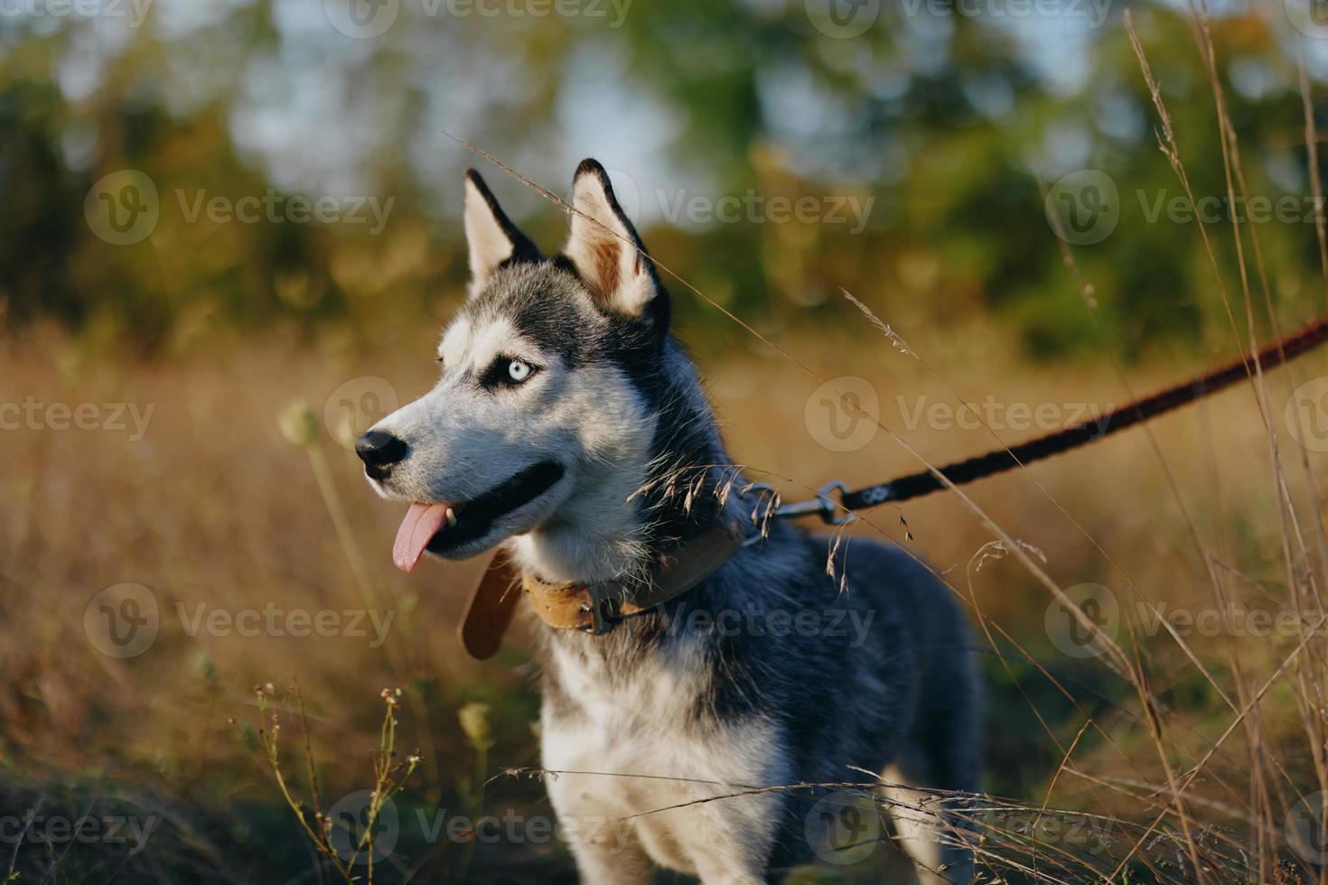 een hond van de schor ras wandelingen in natuur Aan een riem in de park, plakken uit zijn tong van de warmte en op zoek in de profiel van de herfst landschap foto