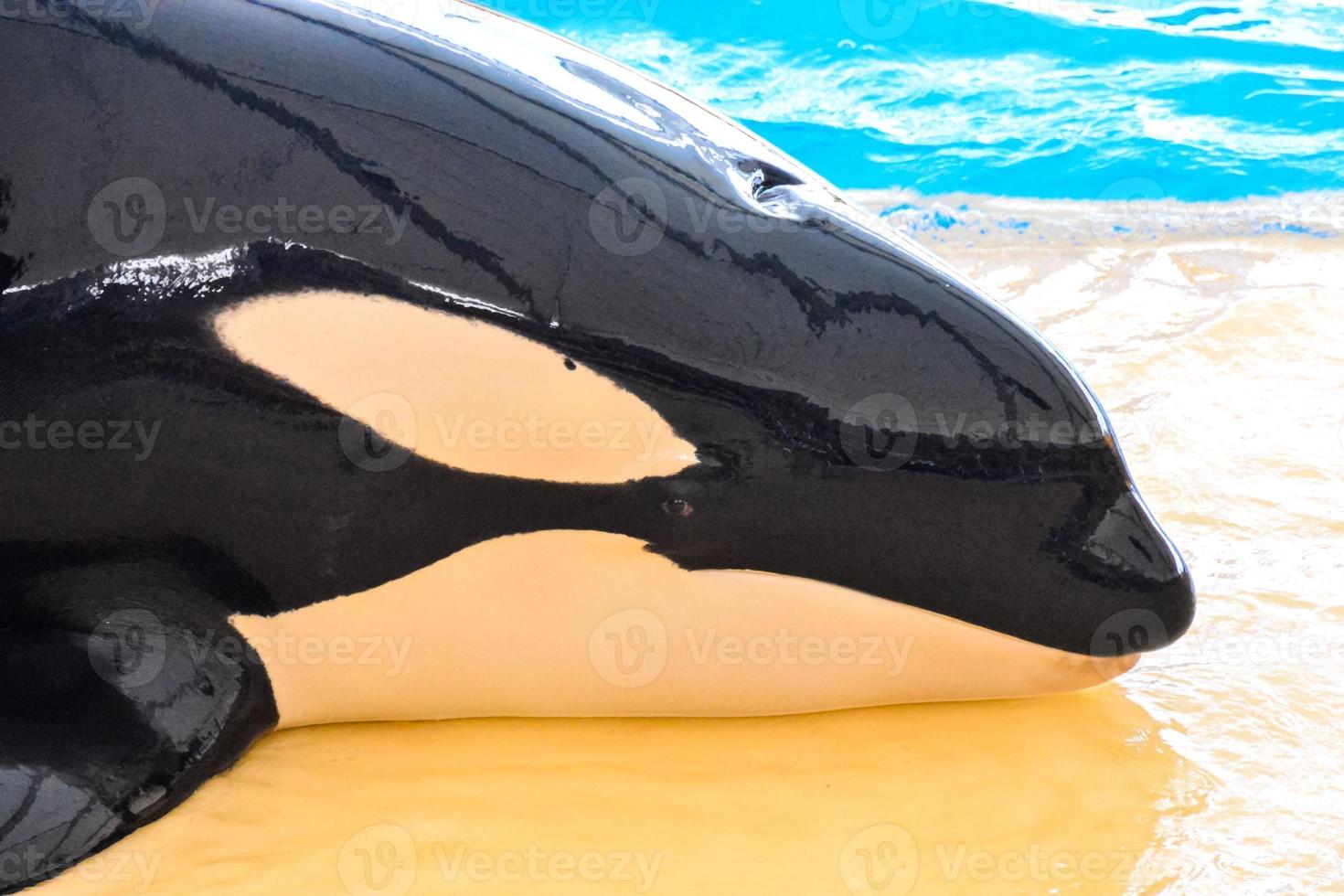 orka walvis in de aquarium foto