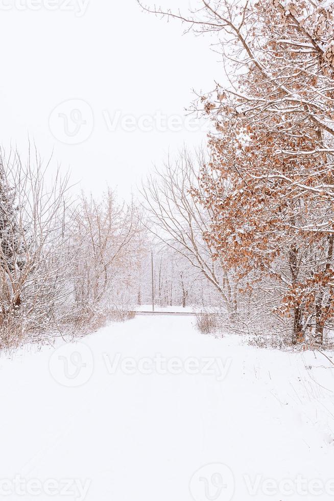 winter natuurlijk landschap met met sneeuw bedekt bomen in de Woud en een versmallen pad foto